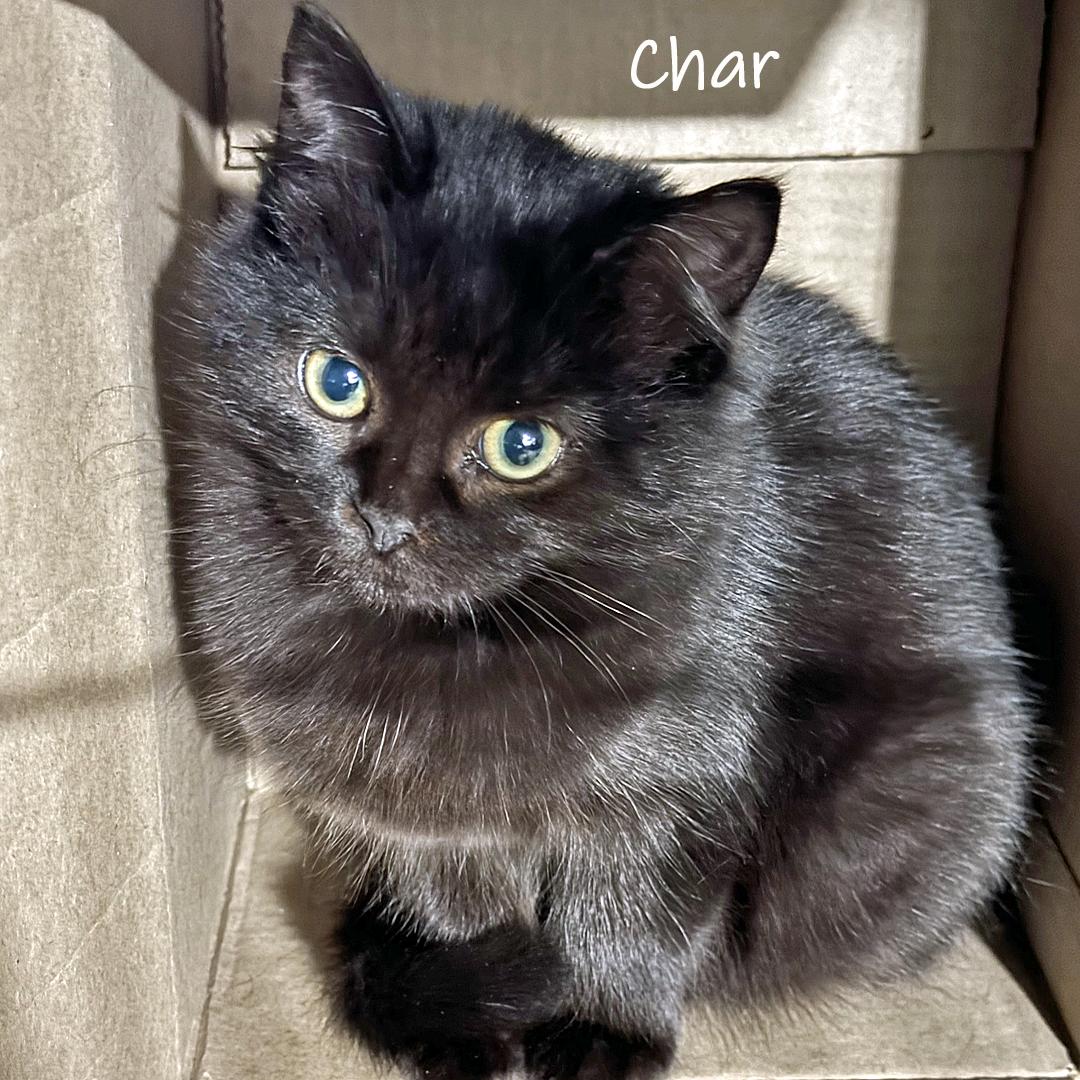 Char, ADOPTABLE, Young Female Domestic Long Hair.