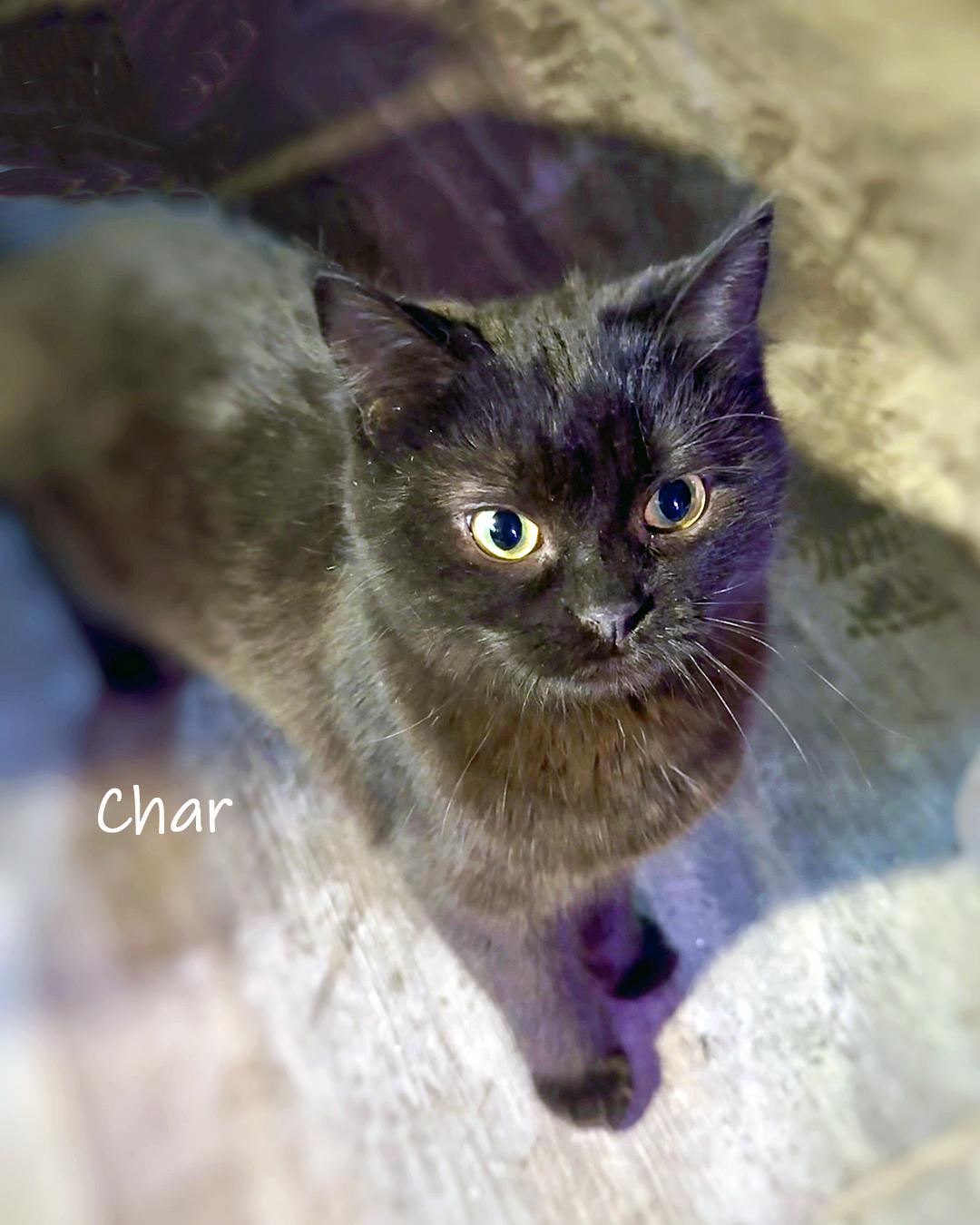 Enlarge Char, a ADOPTABLE Domestic Long Hair in Chicago, IL image 2/3