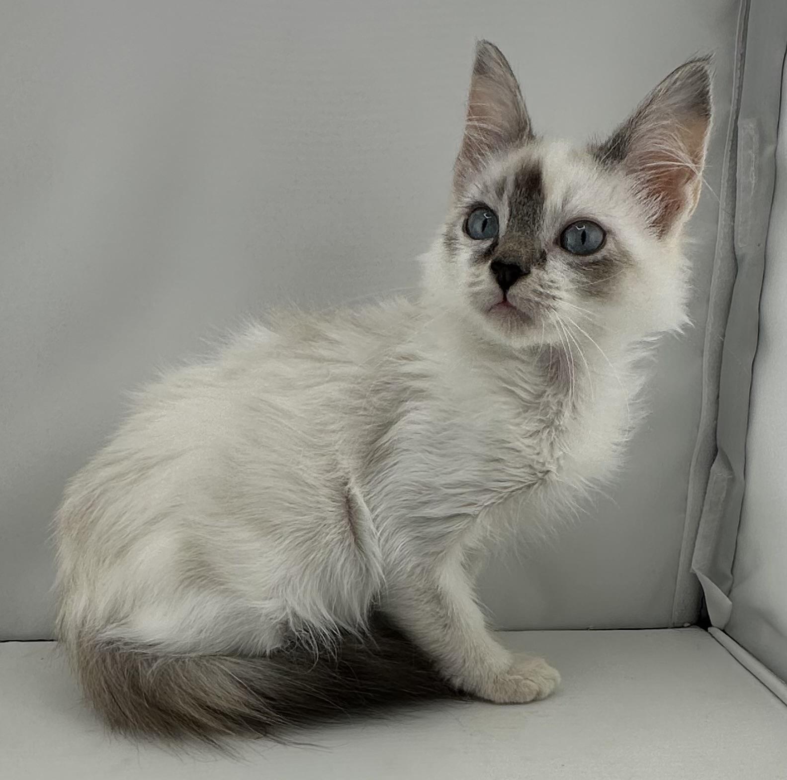 Dawn, ADOPTABLE, Kitten Female Ragdoll.