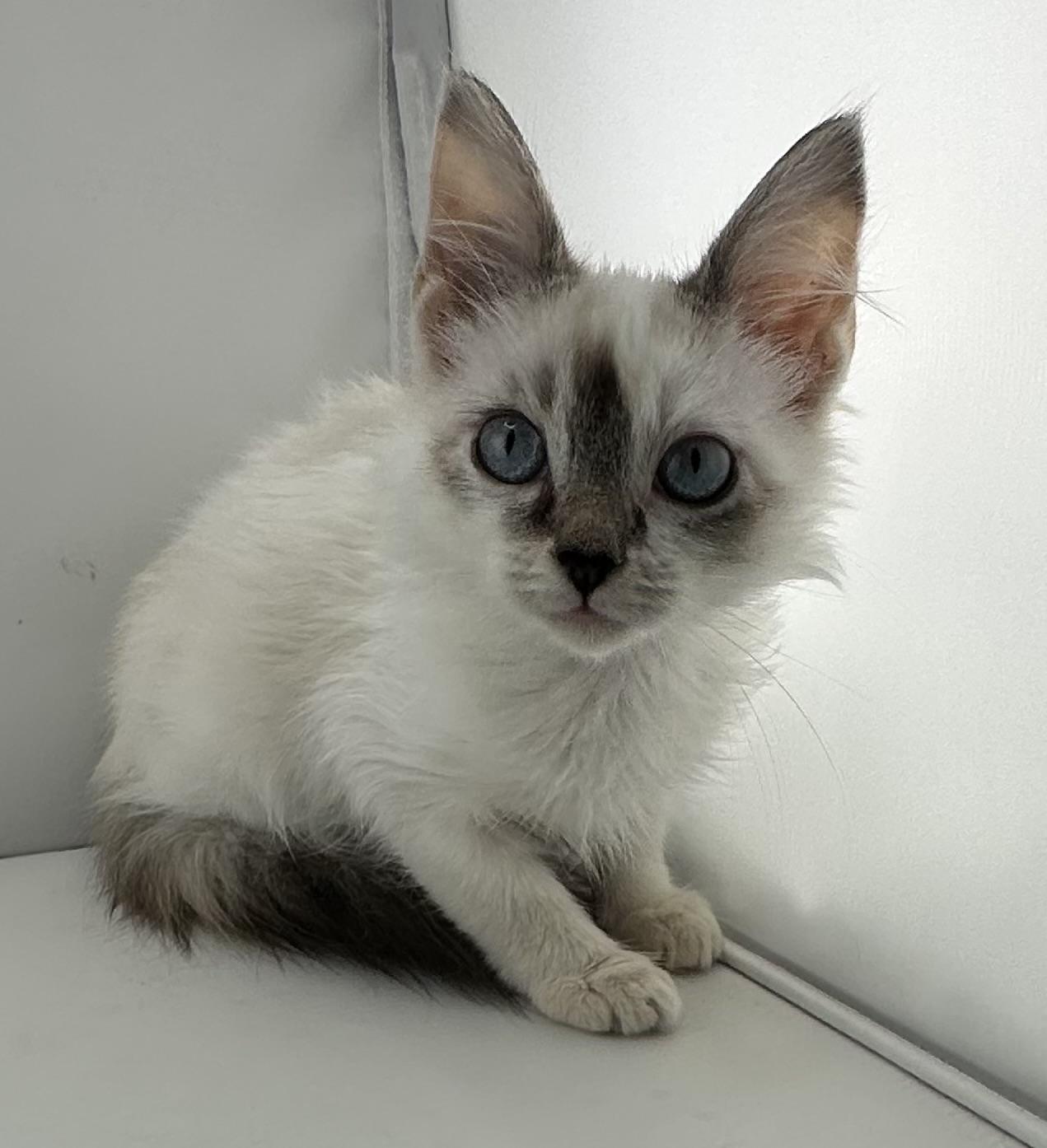 Enlarge Dawn, a ADOPTABLE mixed breed in Poway, CA image 2/3