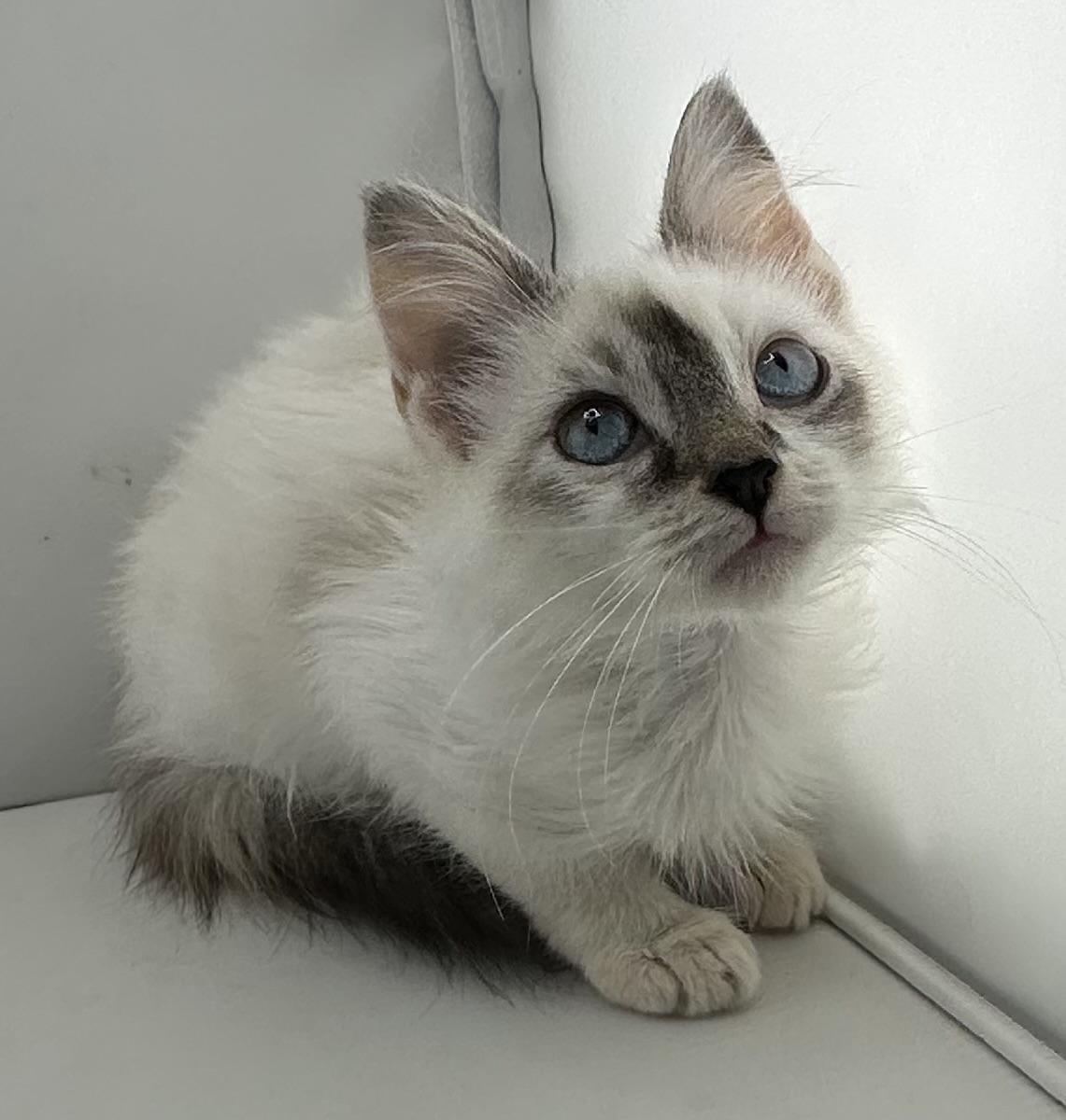 Enlarge Dawn, a ADOPTABLE mixed breed in Poway, CA image 3/3