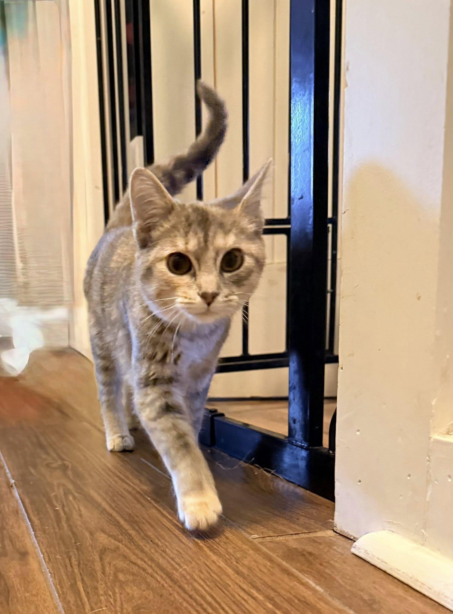 Winnie, Adopted, Young Female Domestic Short Hair.