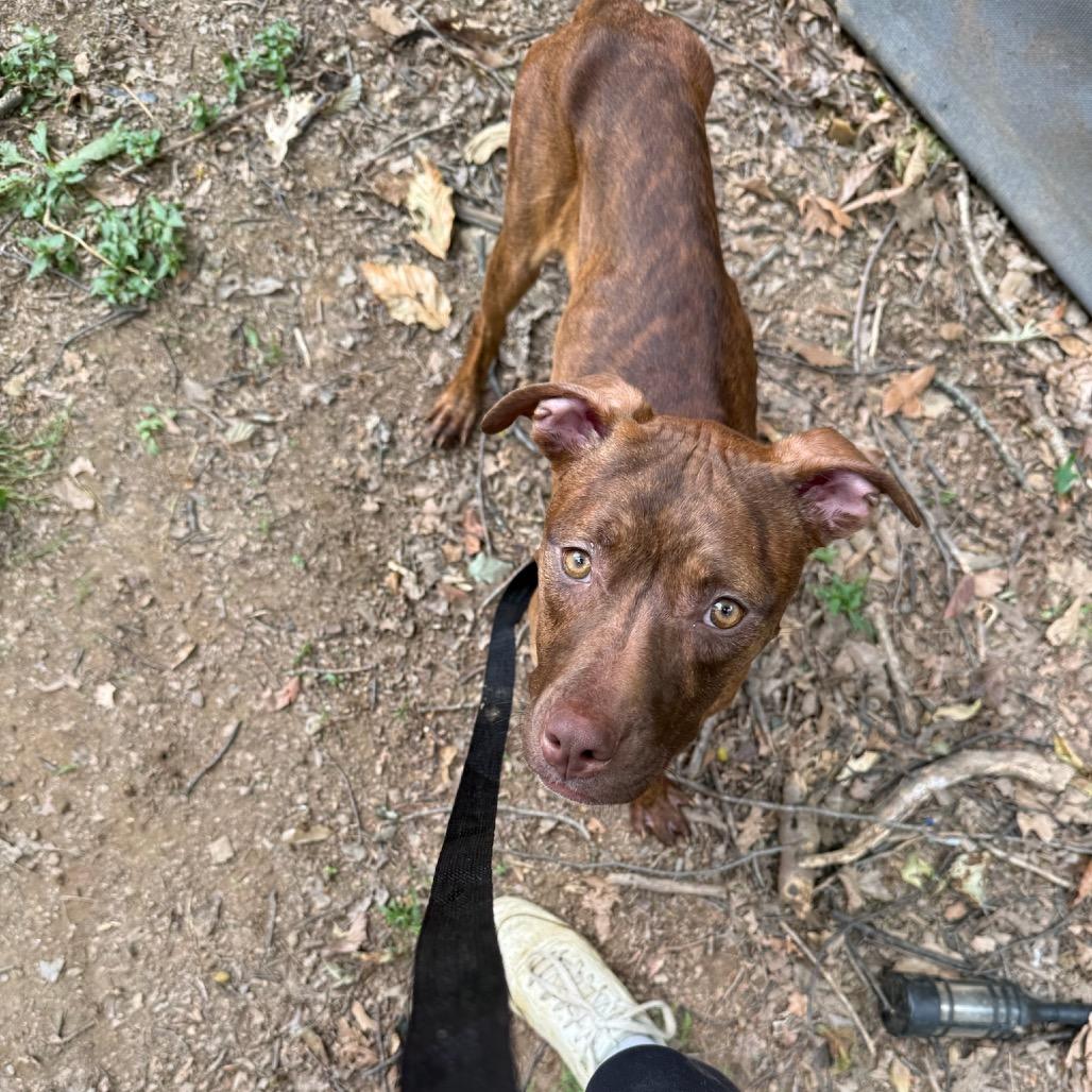 Snoop, Adoptable, Young Male Pit Bull Terrier.