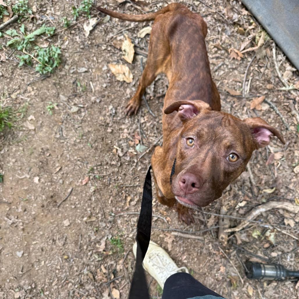 Snoop, a Adoptable Pit Bull Terrier in West Chester, PA image 2/5