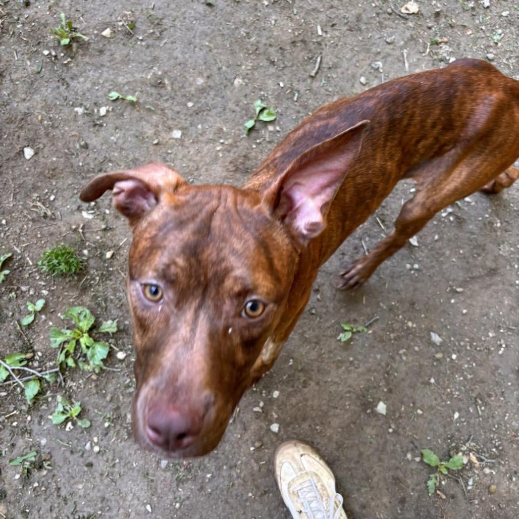 Snoop, a Adoptable Pit Bull Terrier in West Chester, PA image 4/5
