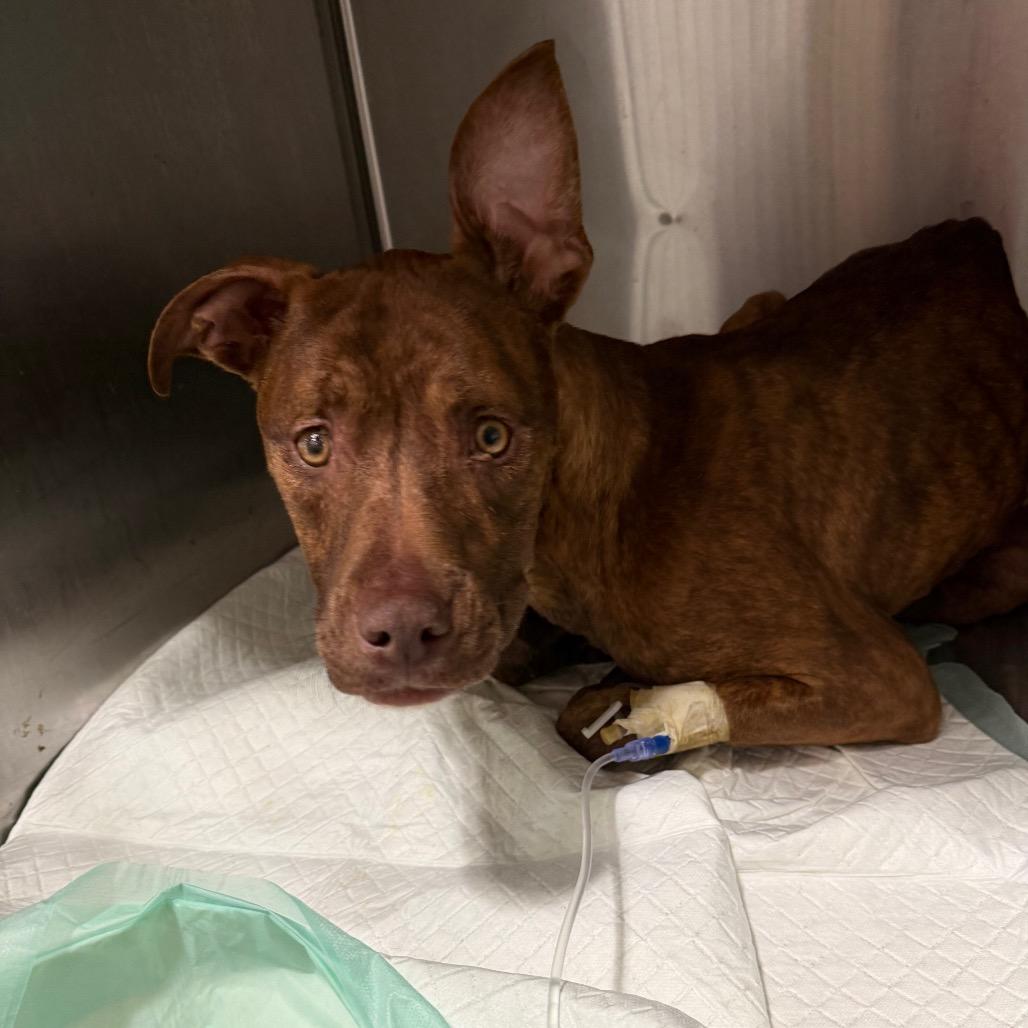 Snoop, a Adoptable Pit Bull Terrier in West Chester, PA image 5/5