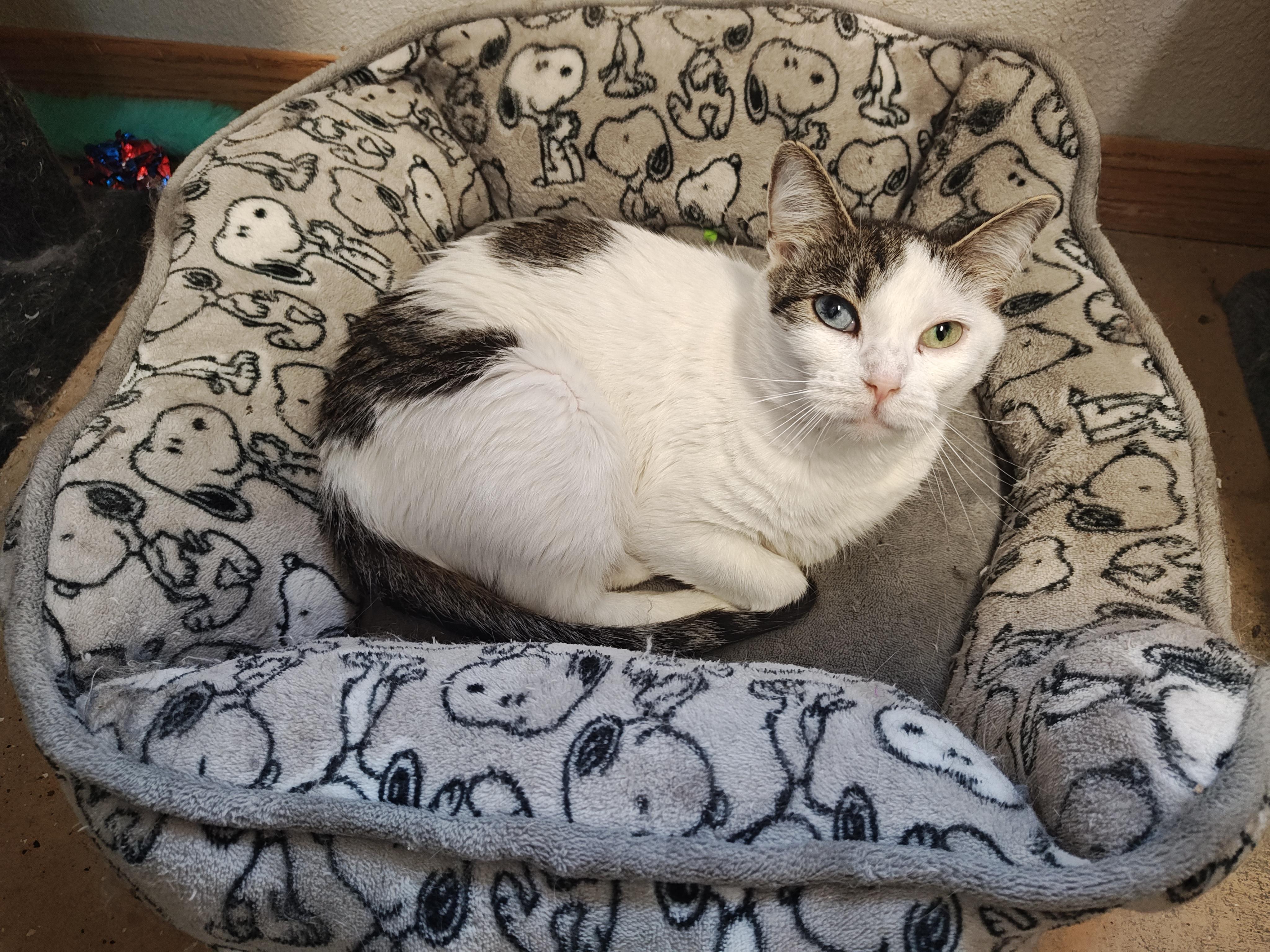 Daisy & Ida, an adoptable Domestic Short Hair in Wahpeton, ND, 58075 | Photo Image 3