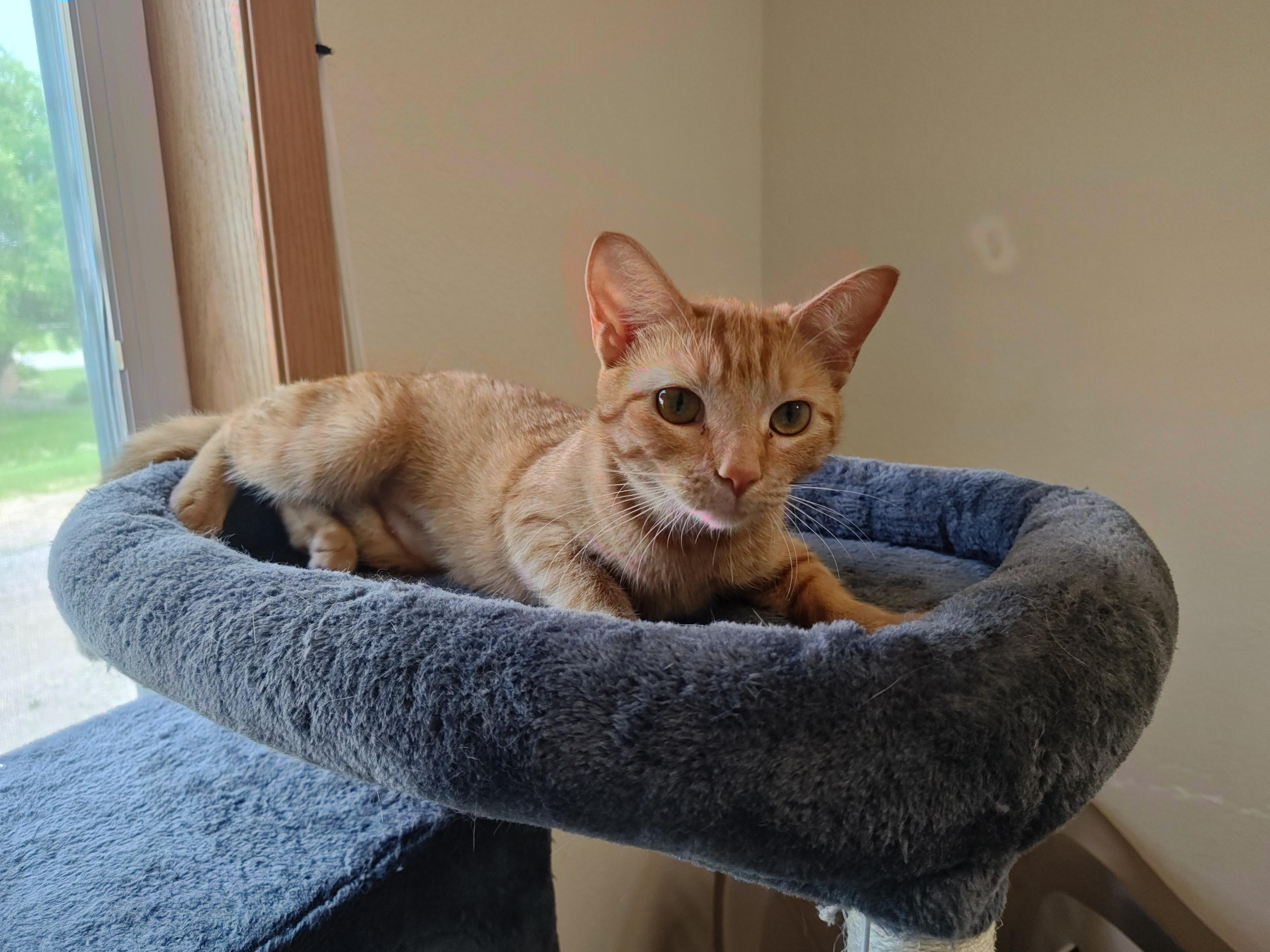 Daisy & Ida, an adoptable Domestic Short Hair in Wahpeton, ND, 58075 | Photo Image 5