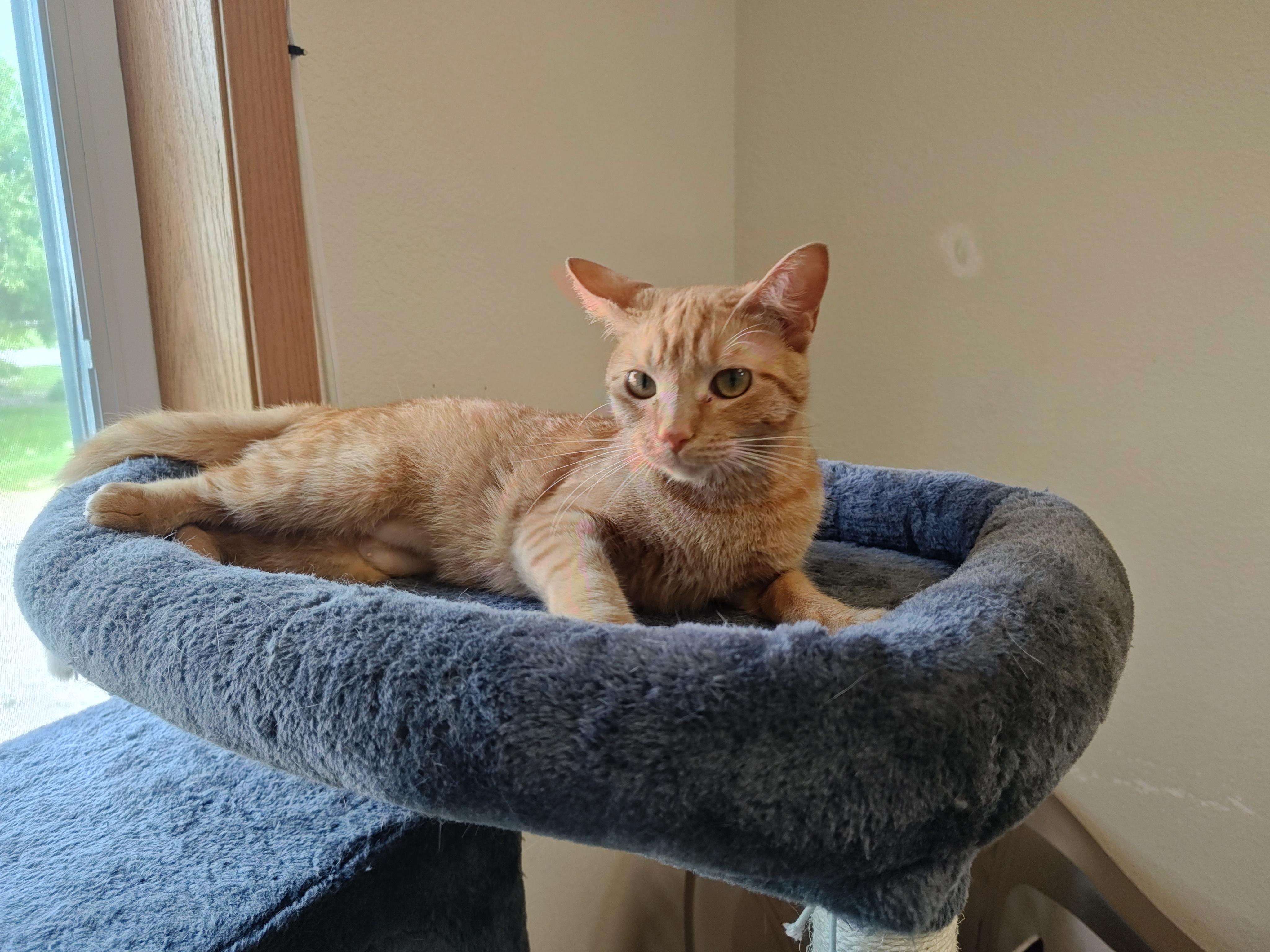 Daisy & Ida, an adoptable Domestic Short Hair in Wahpeton, ND, 58075 | Photo Image 1