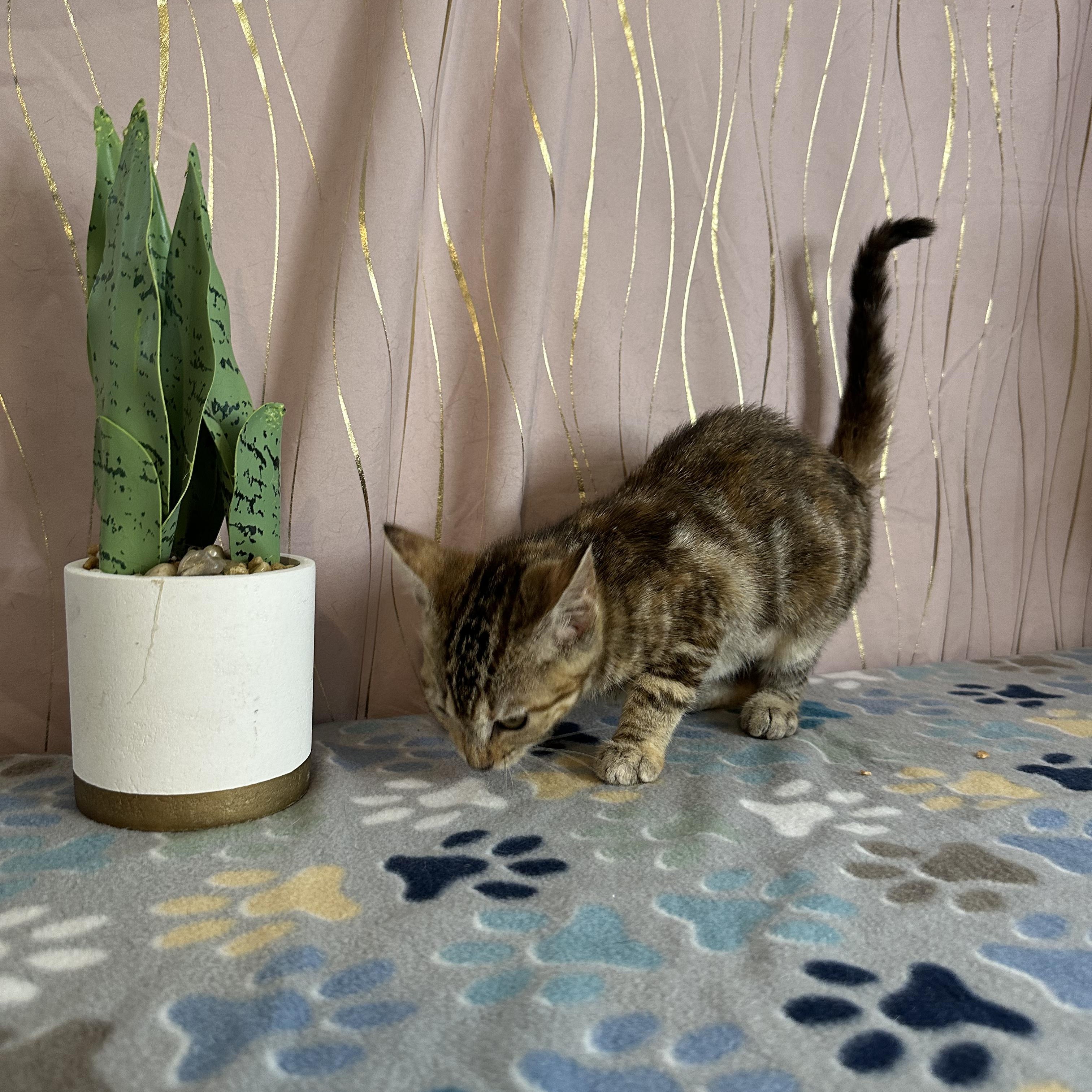 Enlarge Carmella, an adopted Tabby in Brattleboro, VT image 2/6