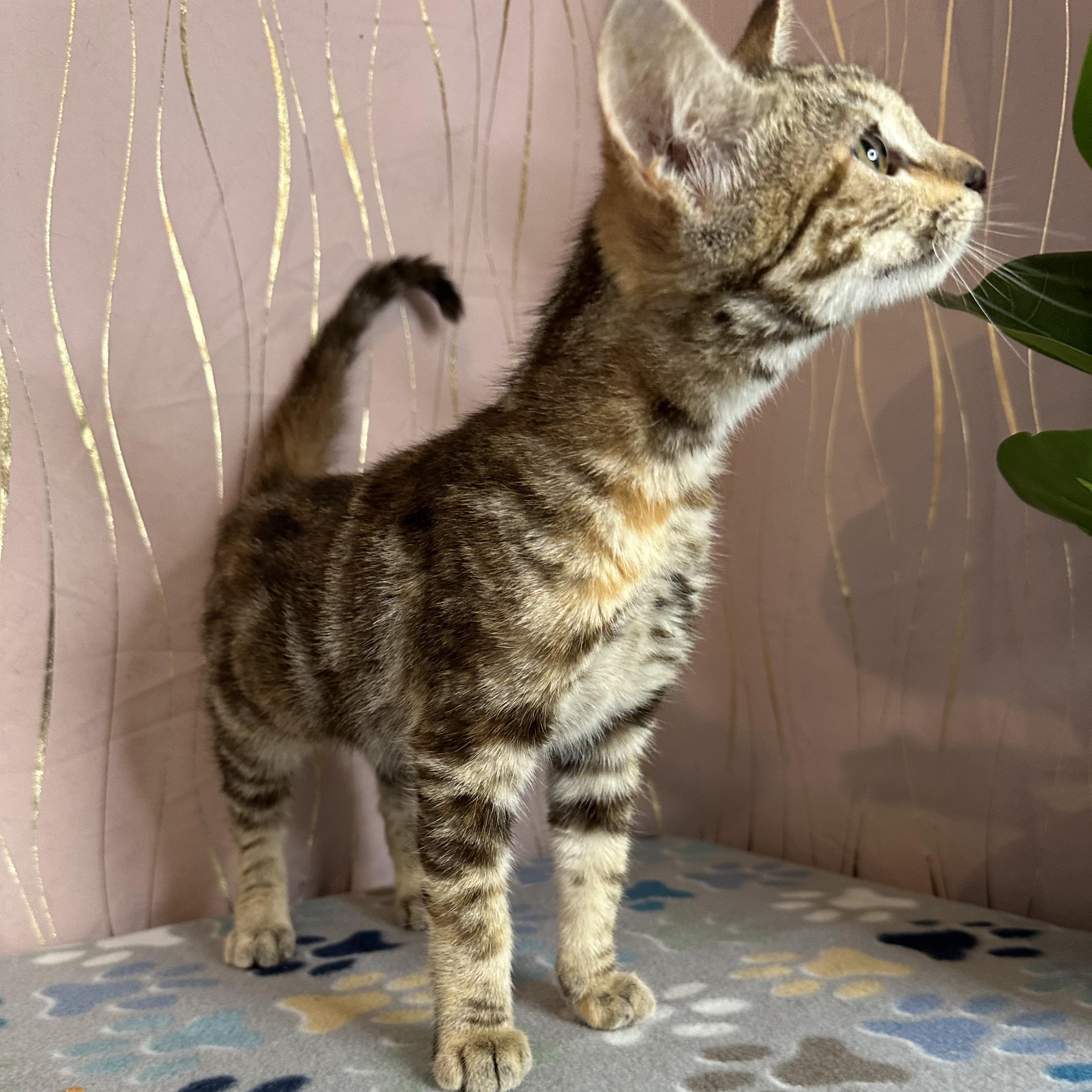 Enlarge Carmella, an adopted Tabby in Brattleboro, VT image 4/6