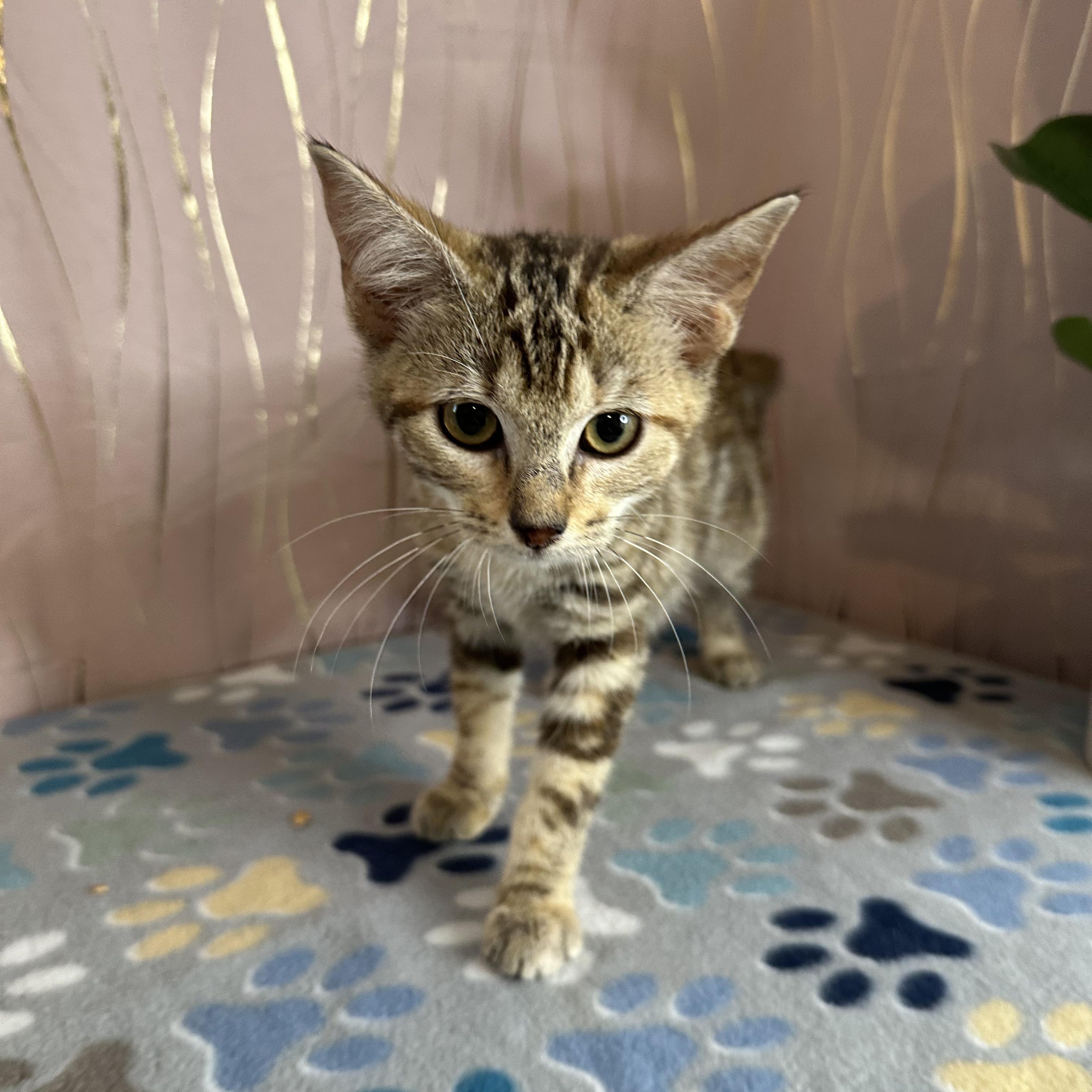 Enlarge Carmella, an adopted Tabby in Brattleboro, VT image 6/6