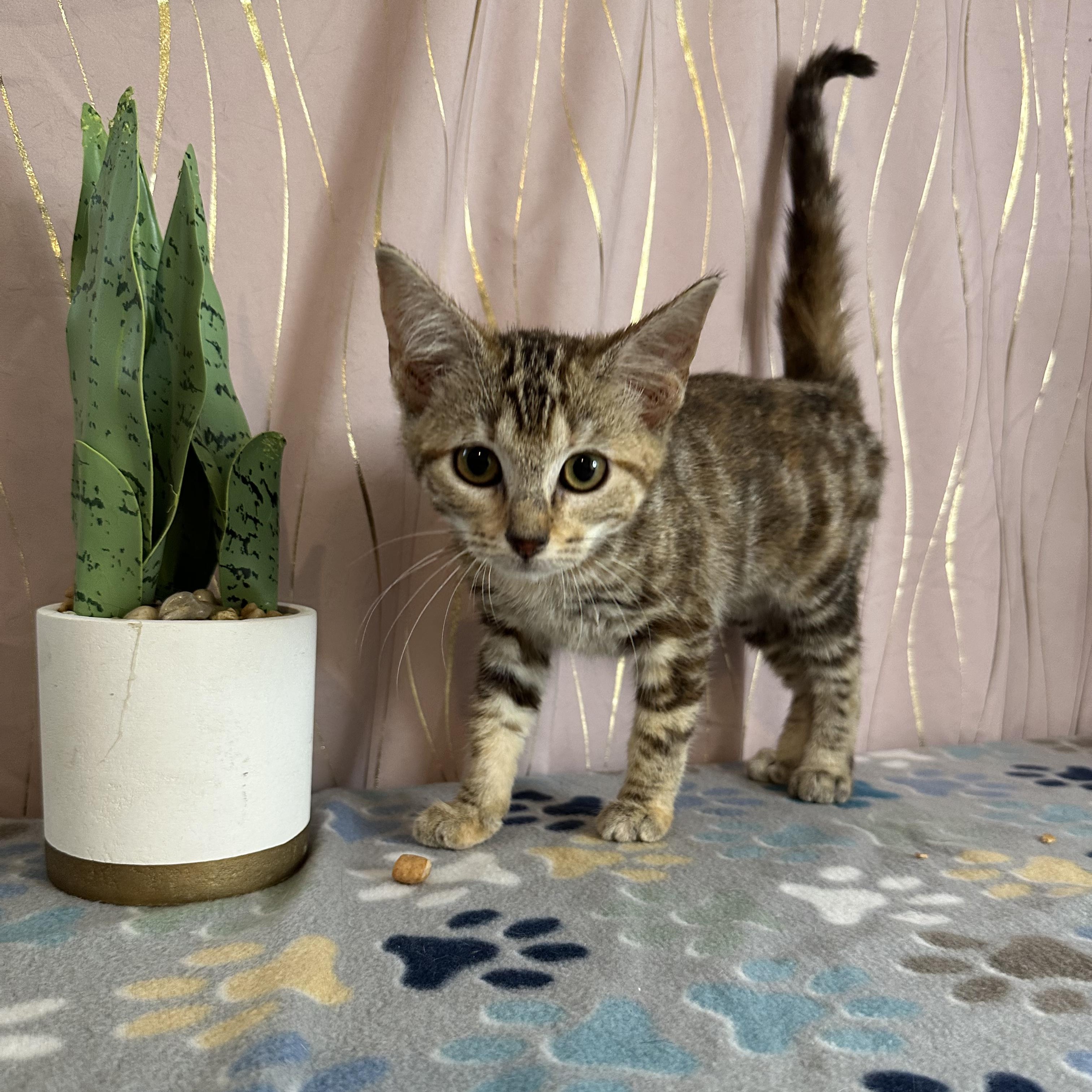 Carmella, adopted, Kitten Female Tabby.