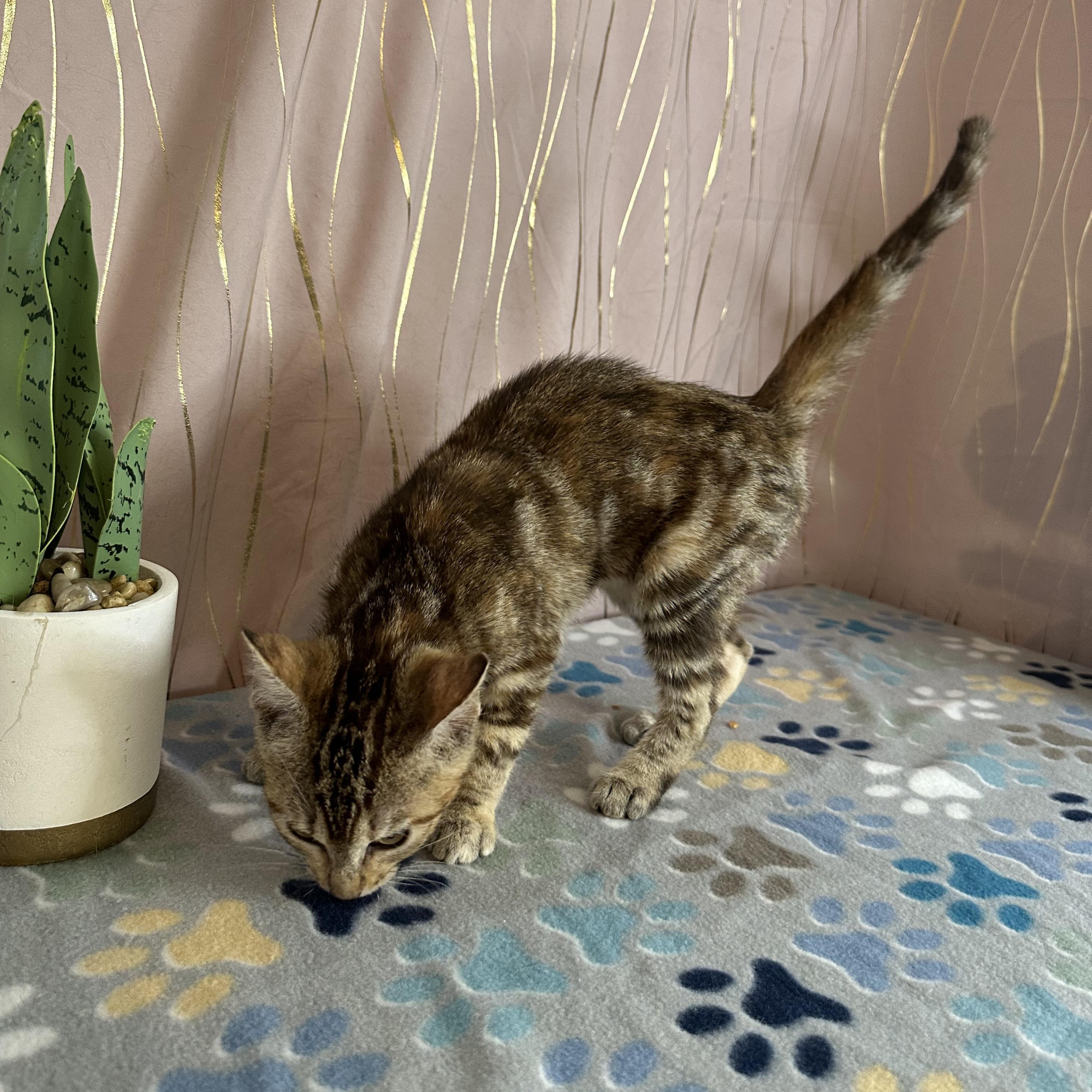 Enlarge Carmella, an adopted Tabby in Brattleboro, VT image 5/6