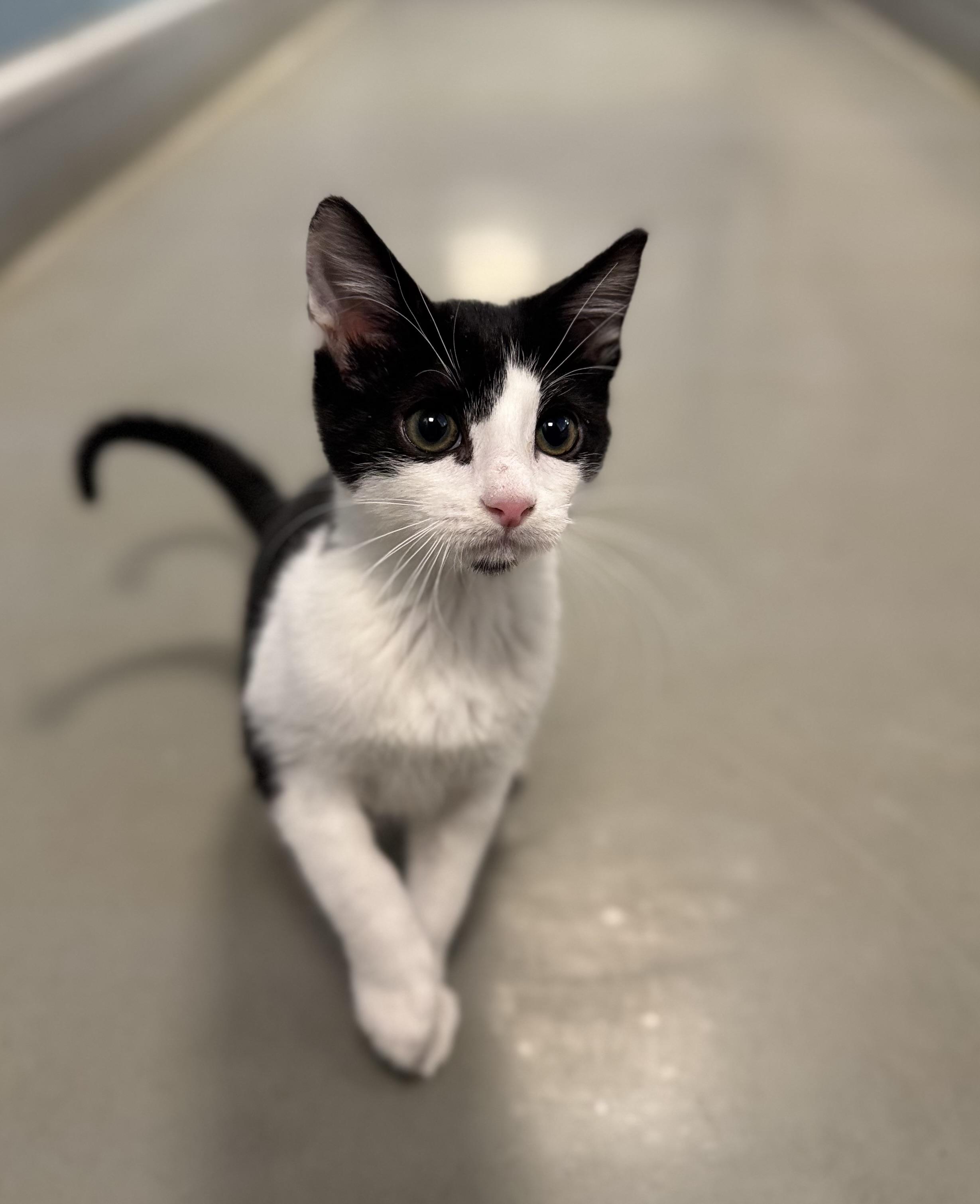 Tuft, Adoptable, Young Female Domestic Short Hair.