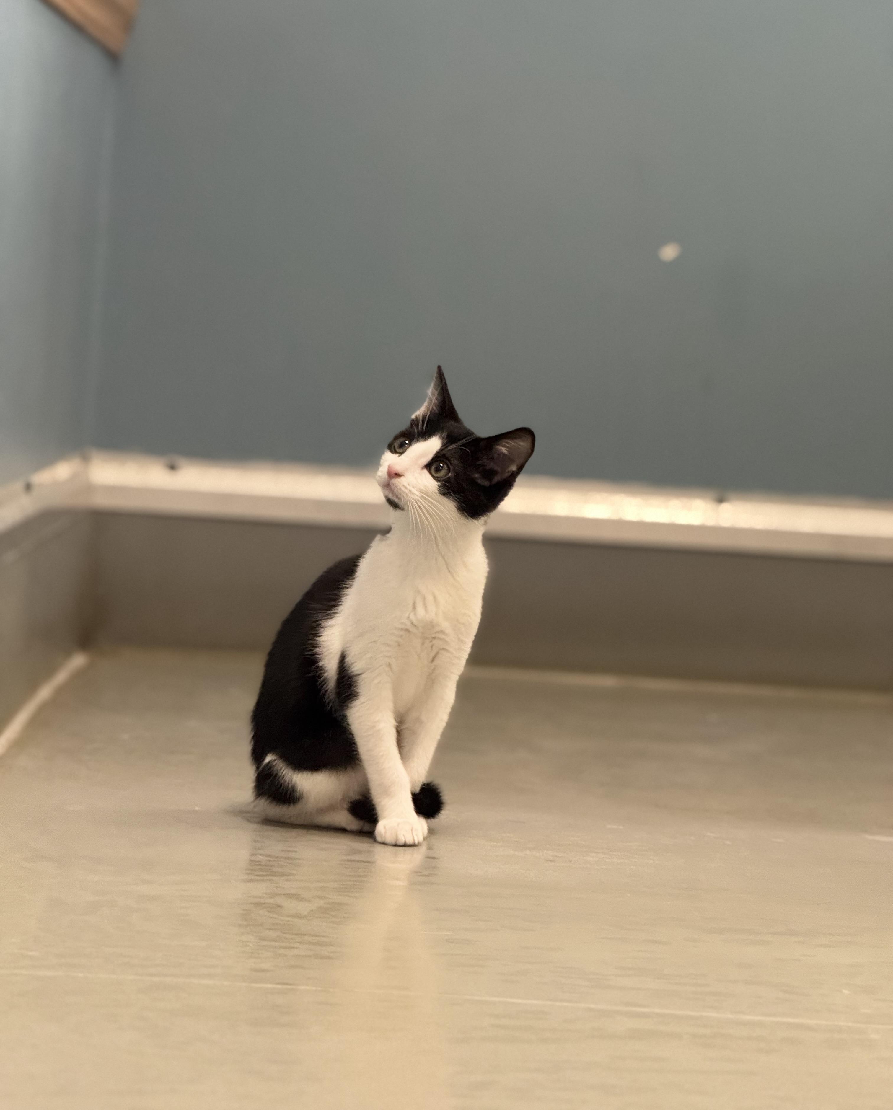 Enlarge Tuft, a Adoptable Domestic Short Hair in Eagle, CO image 3/3