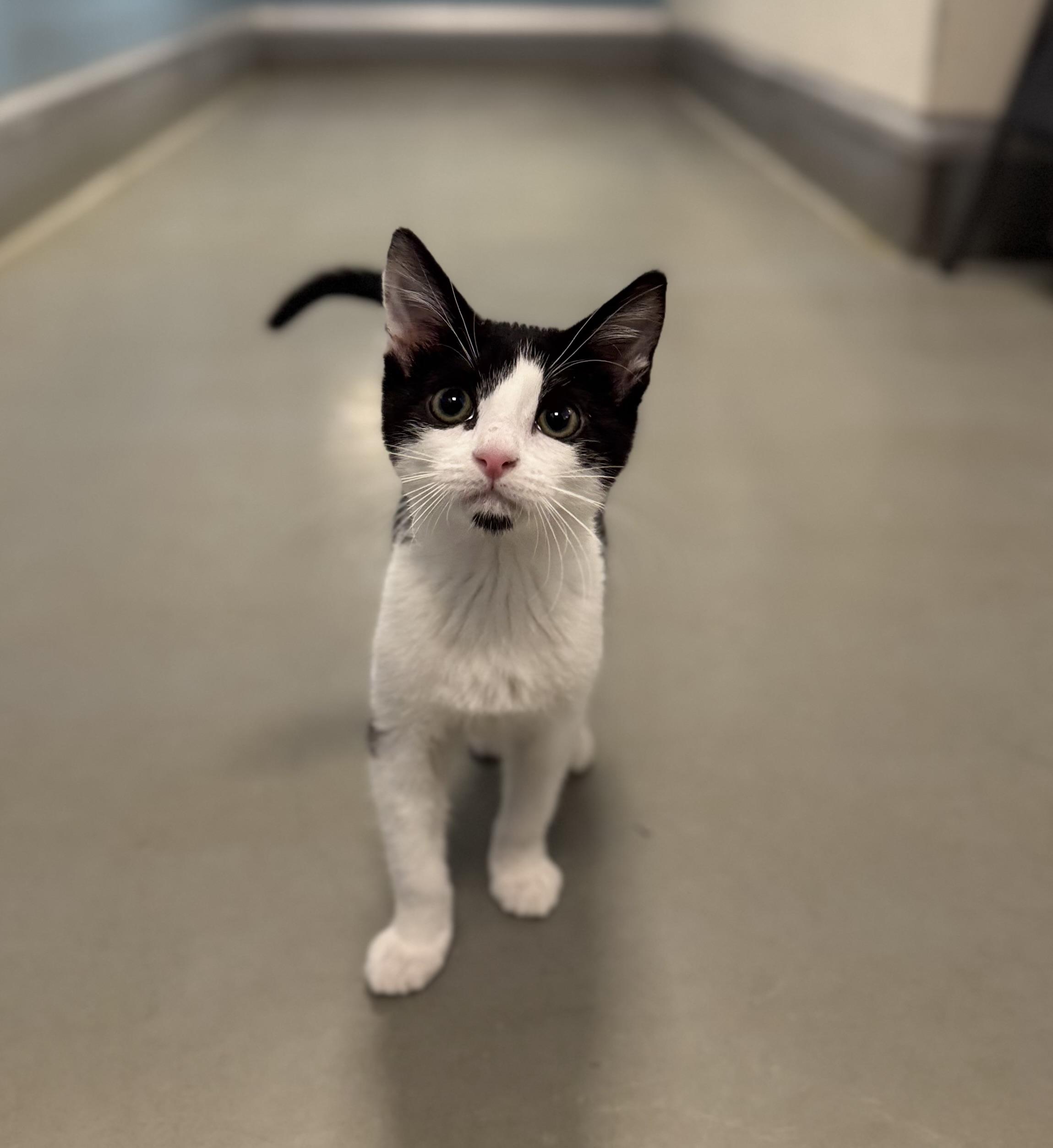 Enlarge Tuft, a Adoptable Domestic Short Hair in Eagle, CO image 2/3