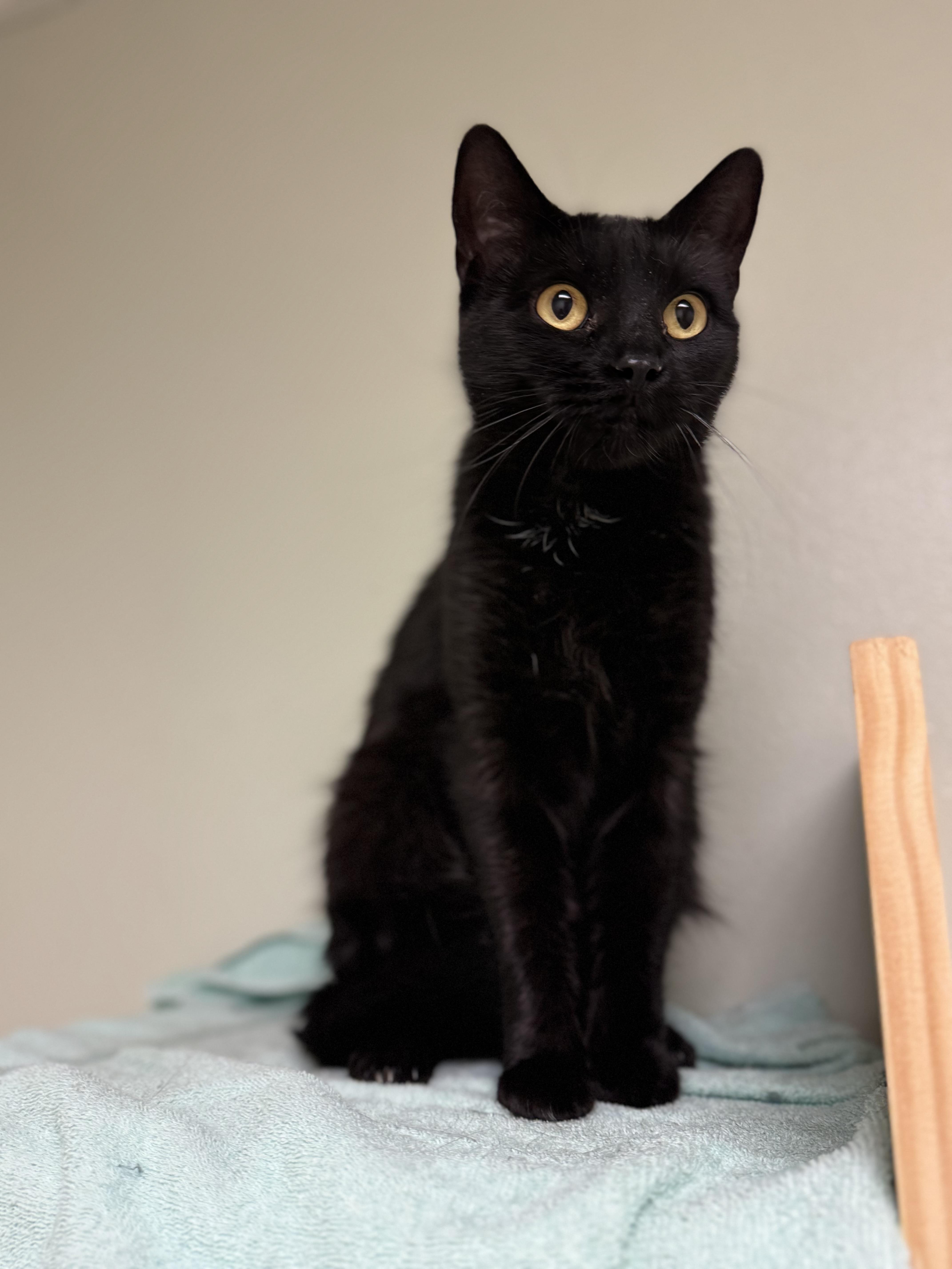 Gold, a ADOPTABLE Domestic Short Hair in Dodgeville, WI image 4/6