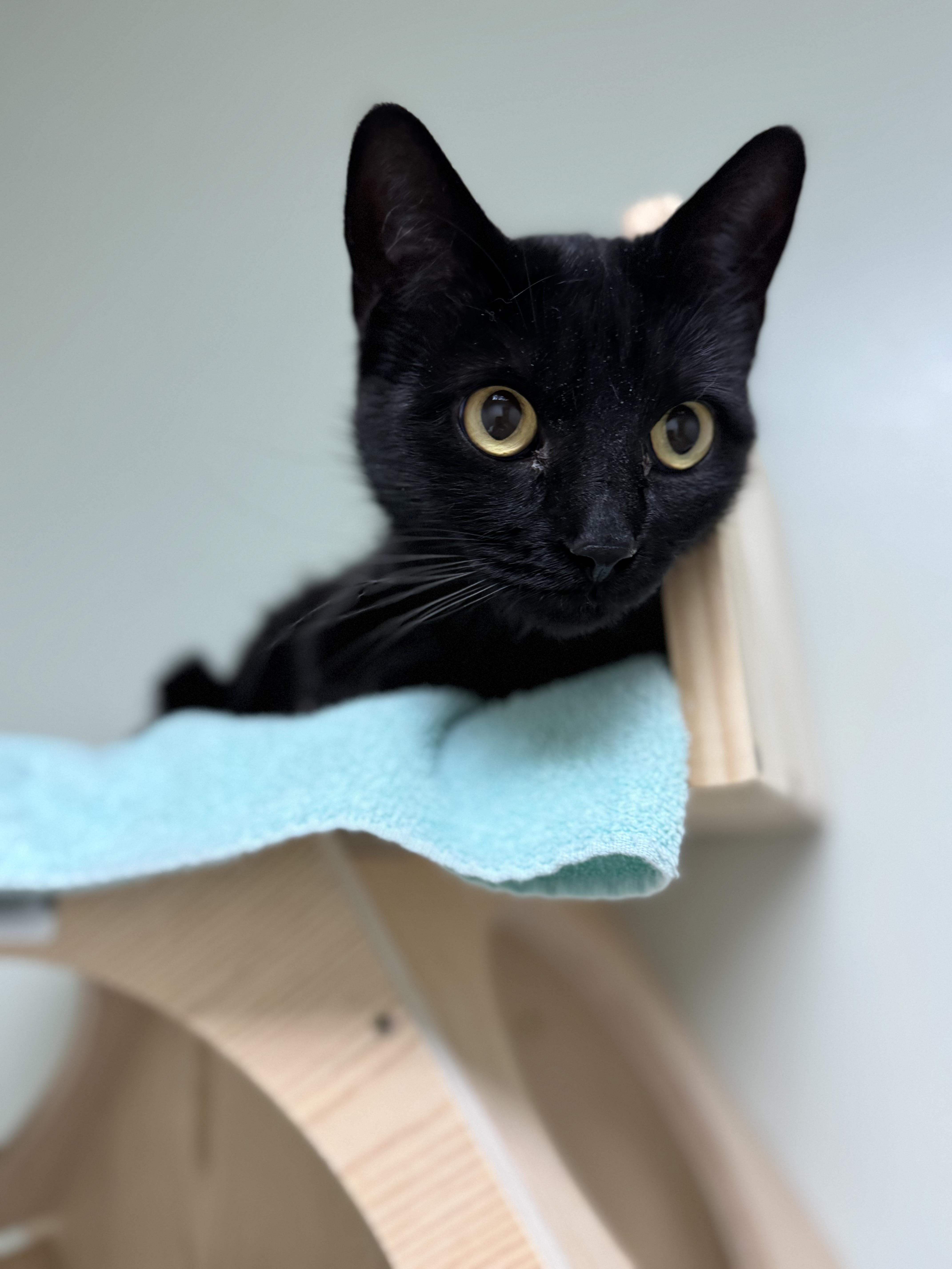 Gold, a ADOPTABLE Domestic Short Hair in Dodgeville, WI image 5/6