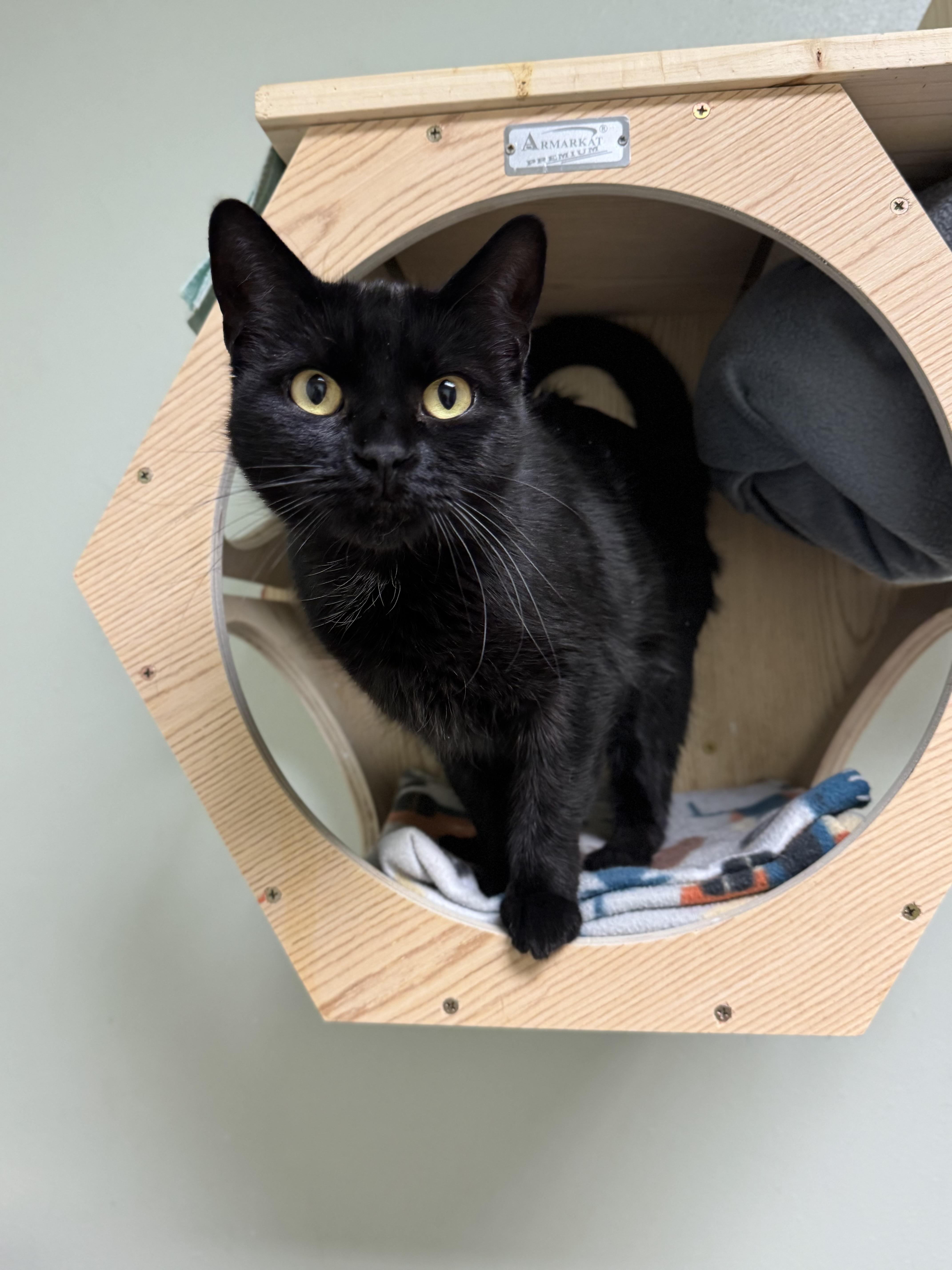 Gold, a ADOPTABLE Domestic Short Hair in Dodgeville, WI image 2/6