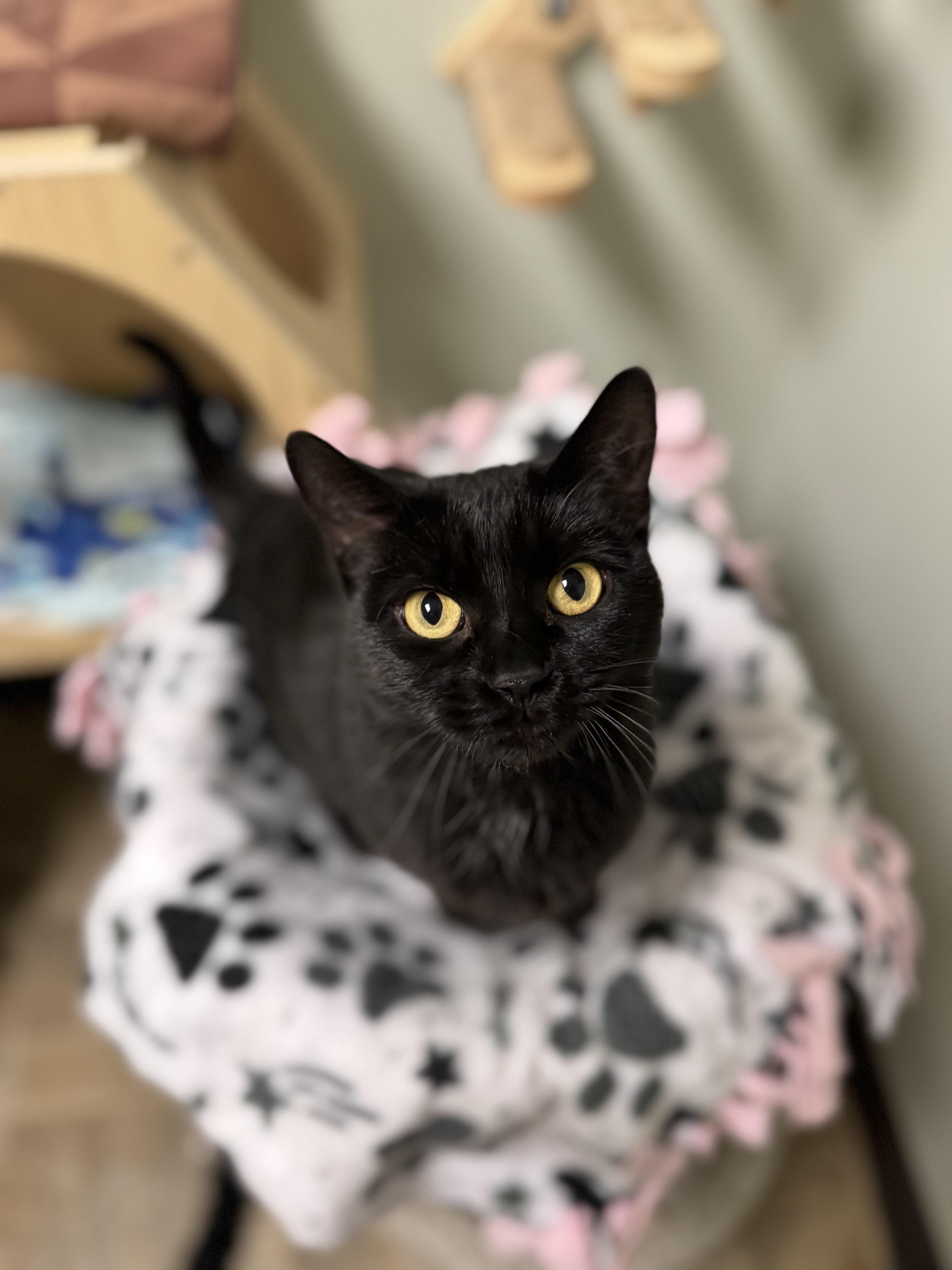 Gold, a ADOPTABLE Domestic Short Hair in Dodgeville, WI image 1/6