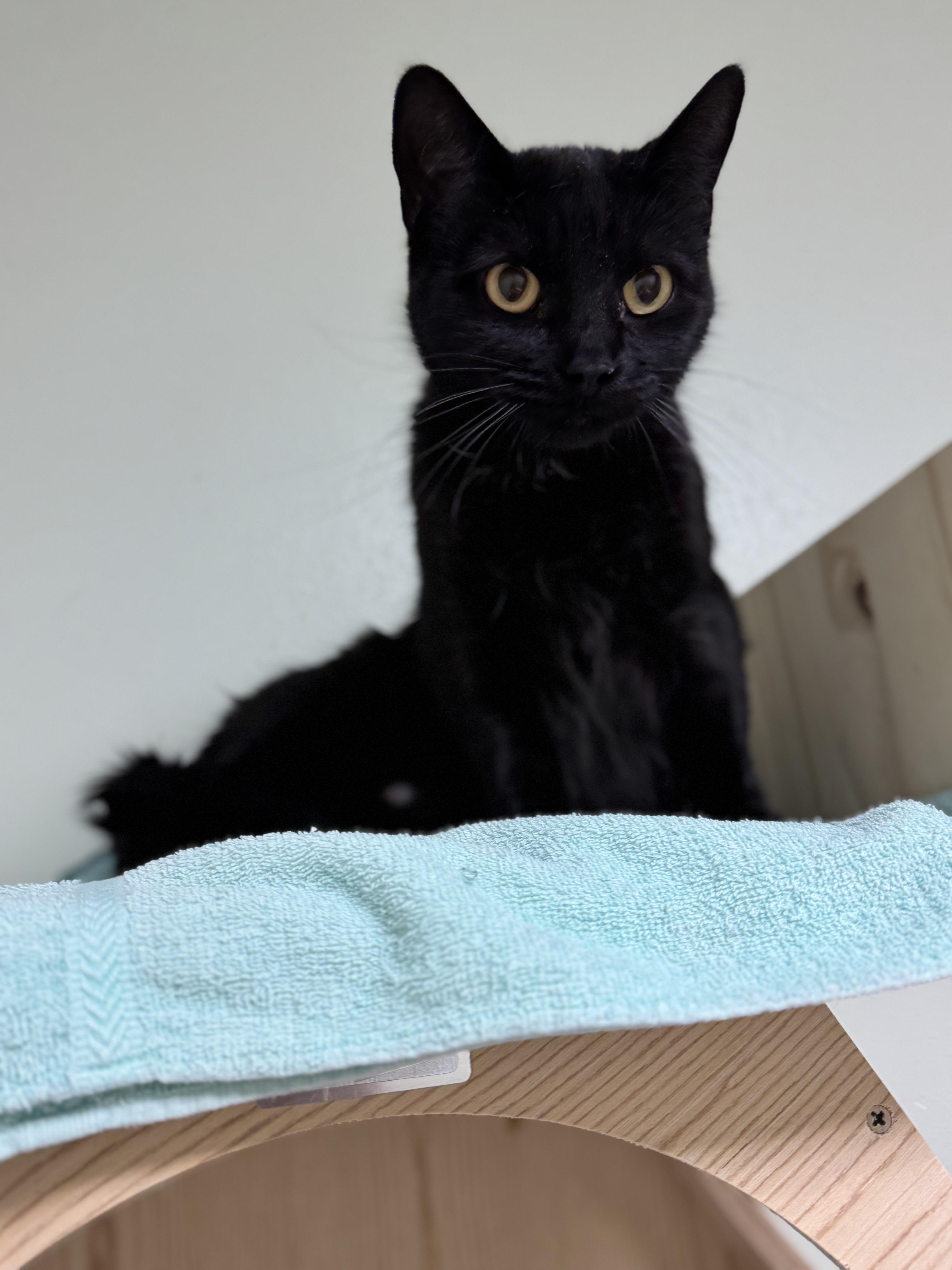 Gold, a ADOPTABLE Domestic Short Hair in Dodgeville, WI image 6/6