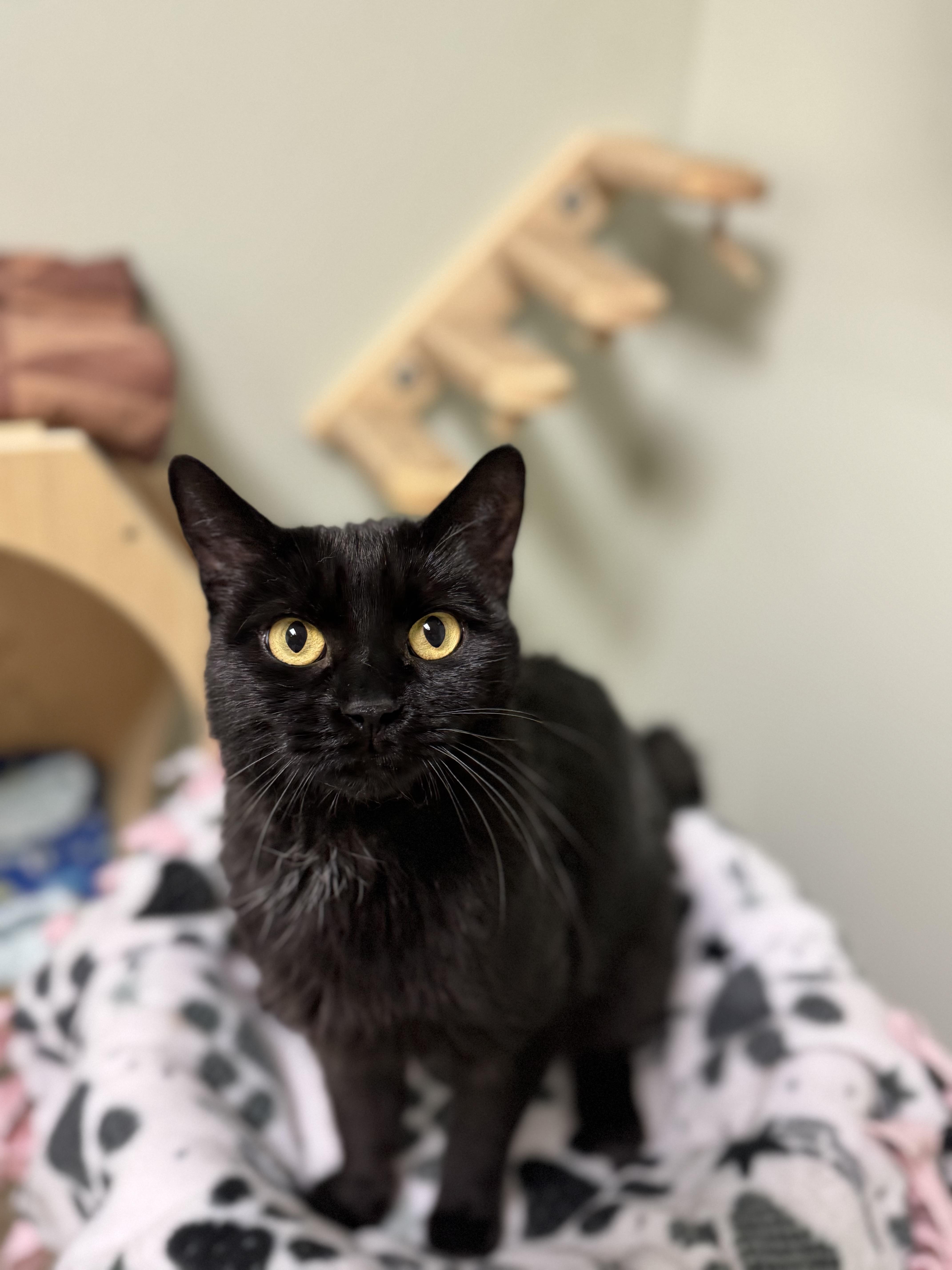 Gold, a ADOPTABLE Domestic Short Hair in Dodgeville, WI image 3/6