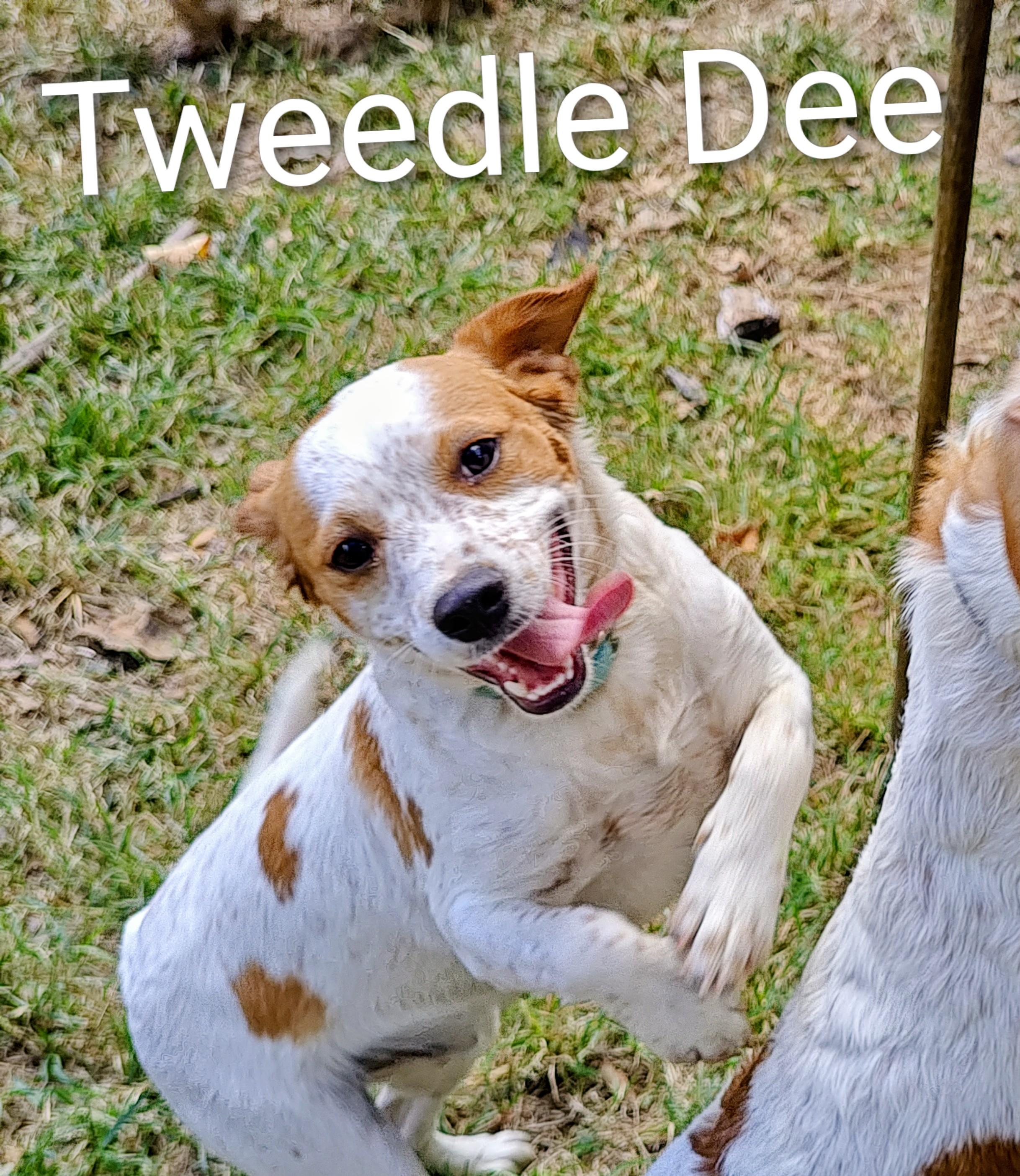 Tweedle Dee, a Adoptable mixed breed in Medfield, MA image 1/4