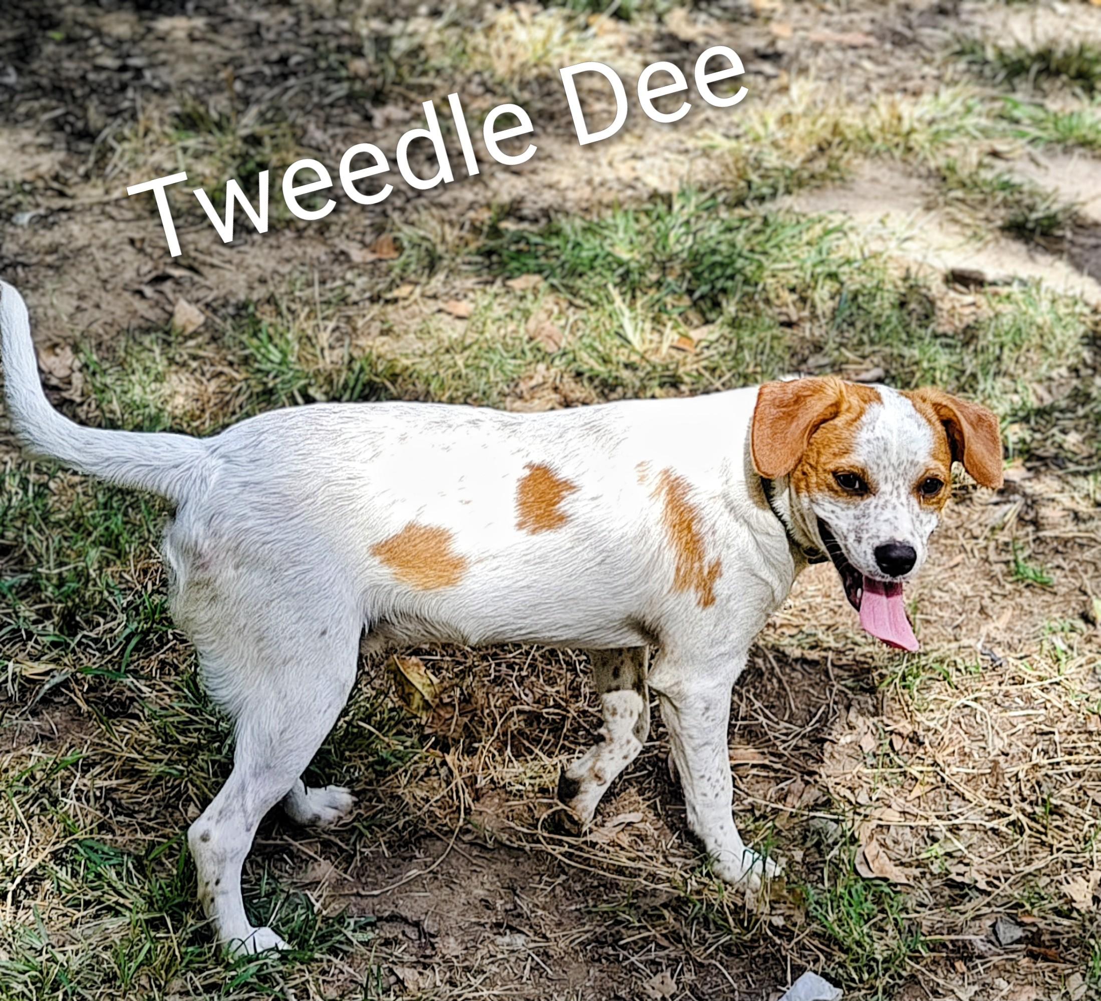 Tweedle Dee, a Adoptable mixed breed in Medfield, MA image 2/4