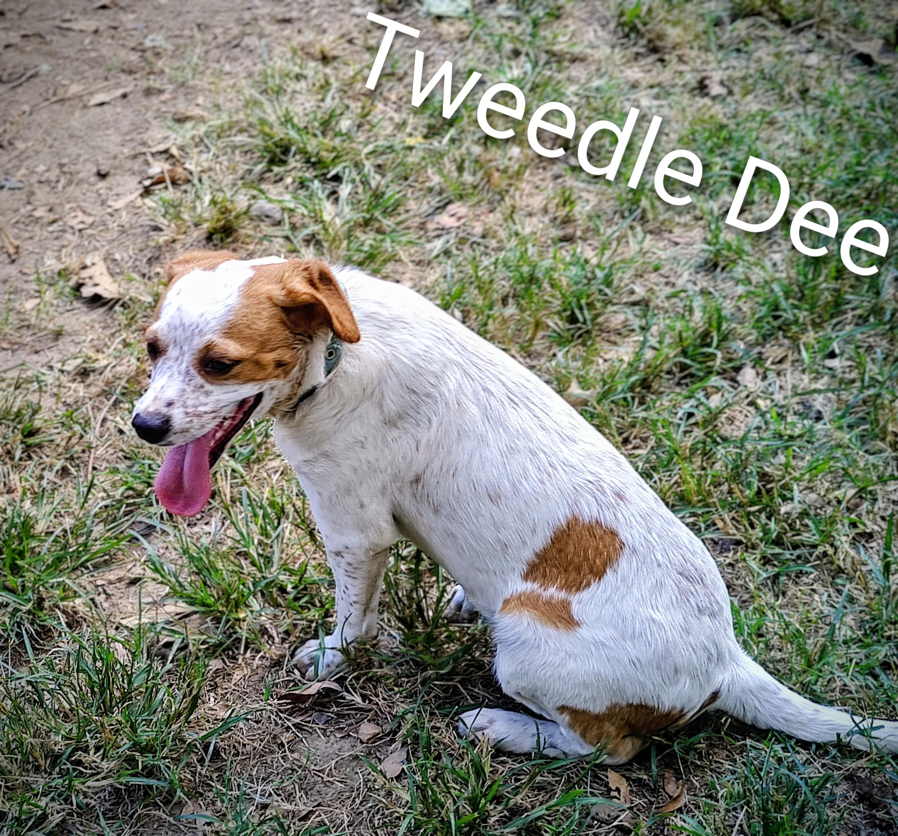 Tweedle Dee, a Adoptable mixed breed in Medfield, MA image 3/4