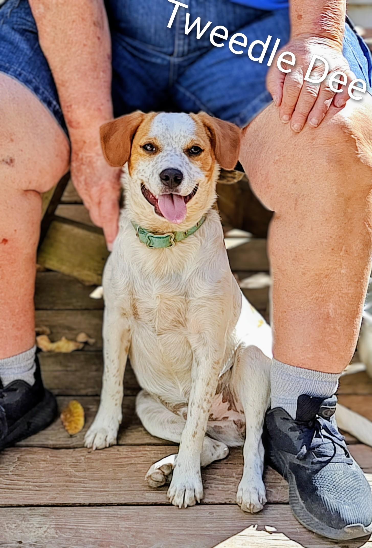 Tweedle Dee, a Adoptable mixed breed in Medfield, MA image 4/4