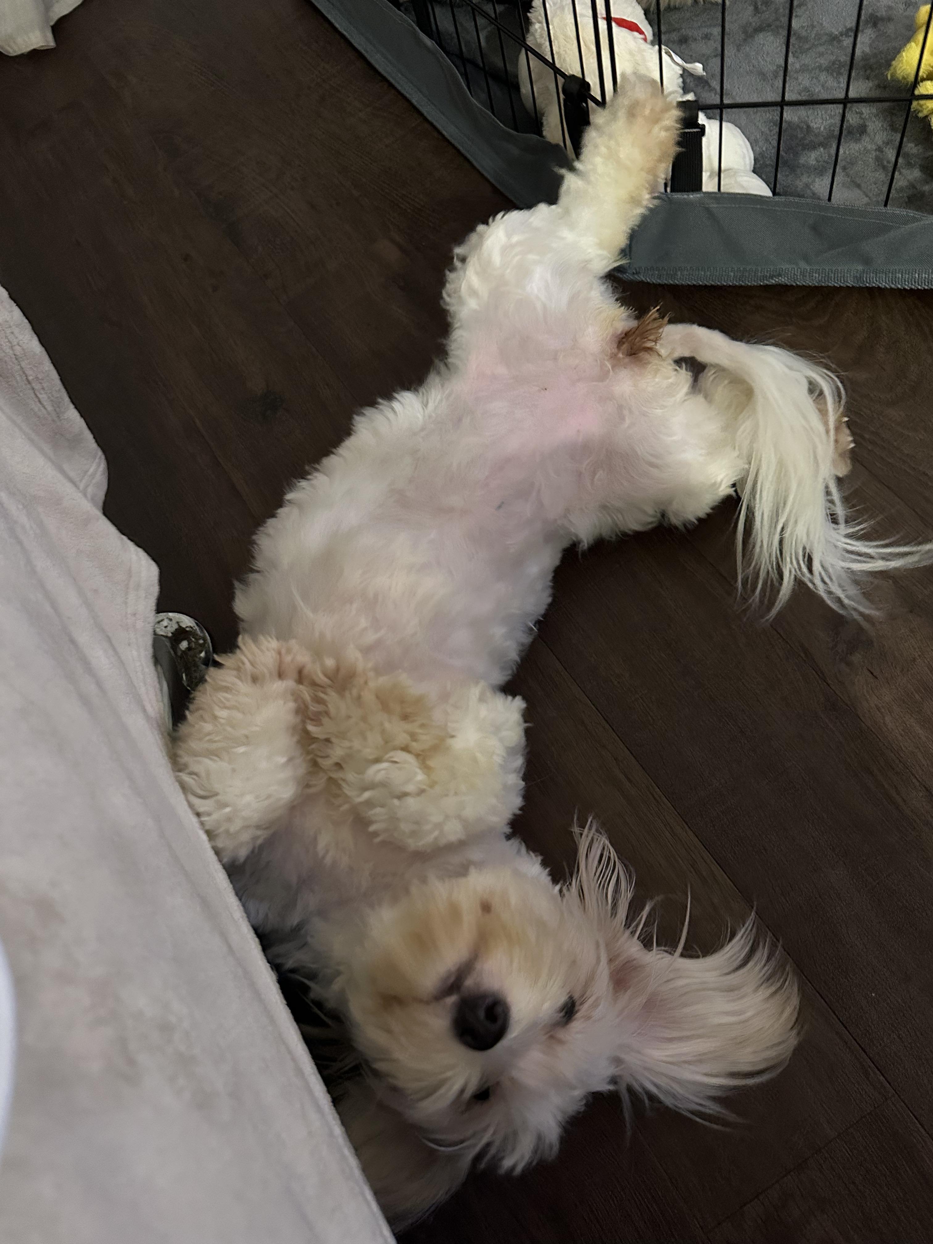 Amber Luna, Adopted, Young Female Maltese & Maltese.