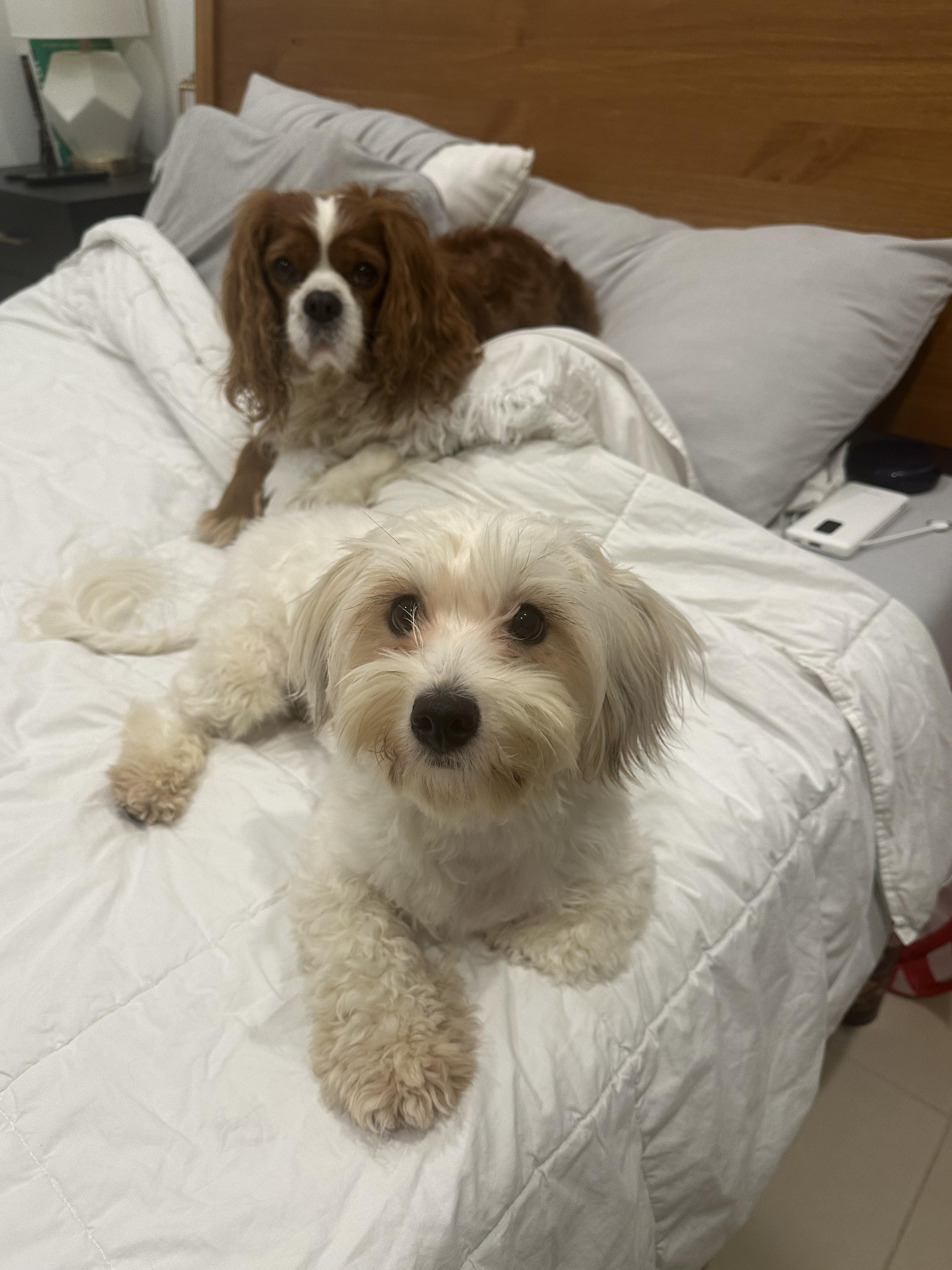 Amber Luna, a Adopted mixed breed in Philadelphia, PA image 2/3