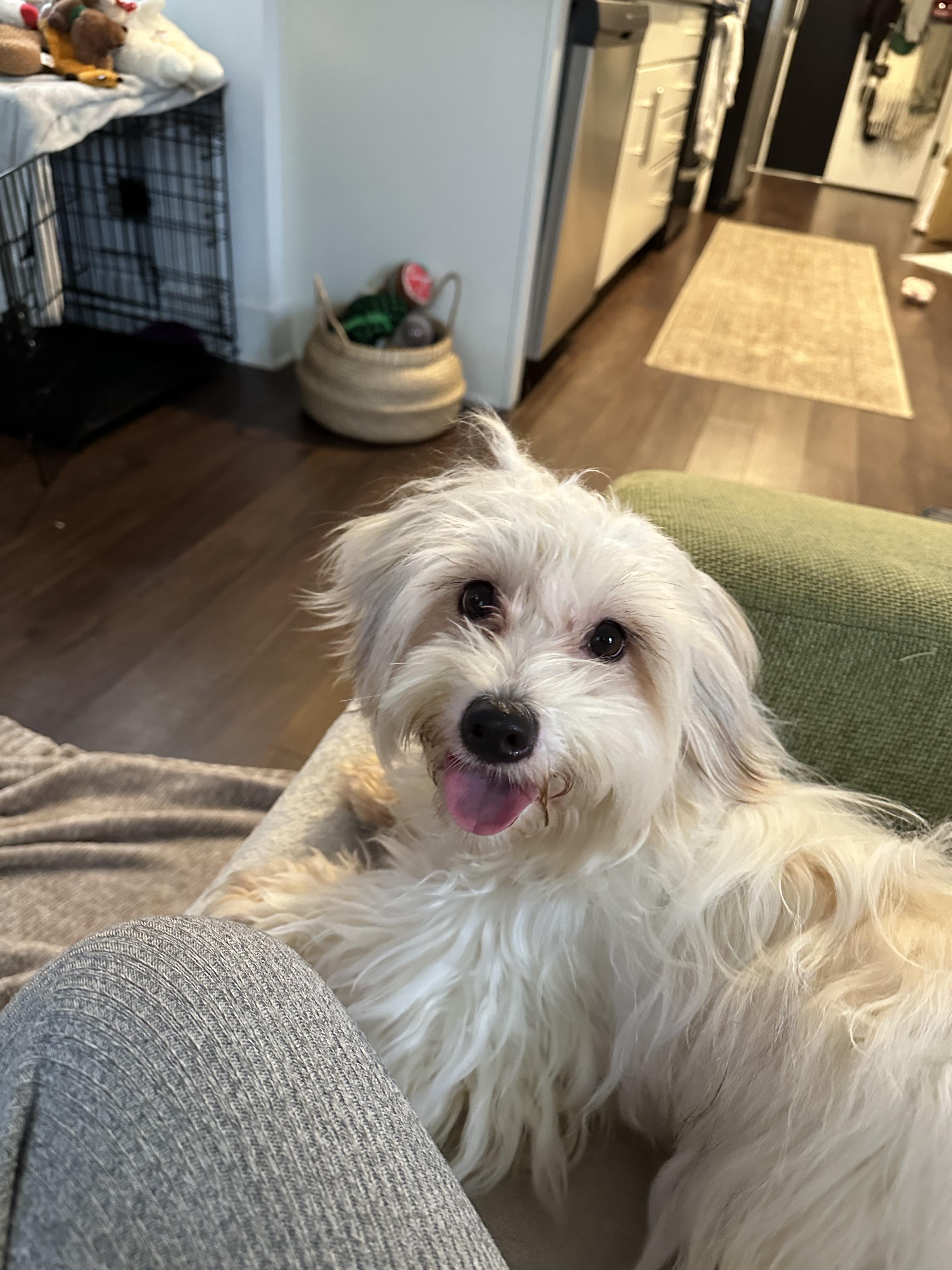 Amber Luna, a Adopted mixed breed in Philadelphia, PA image 3/3