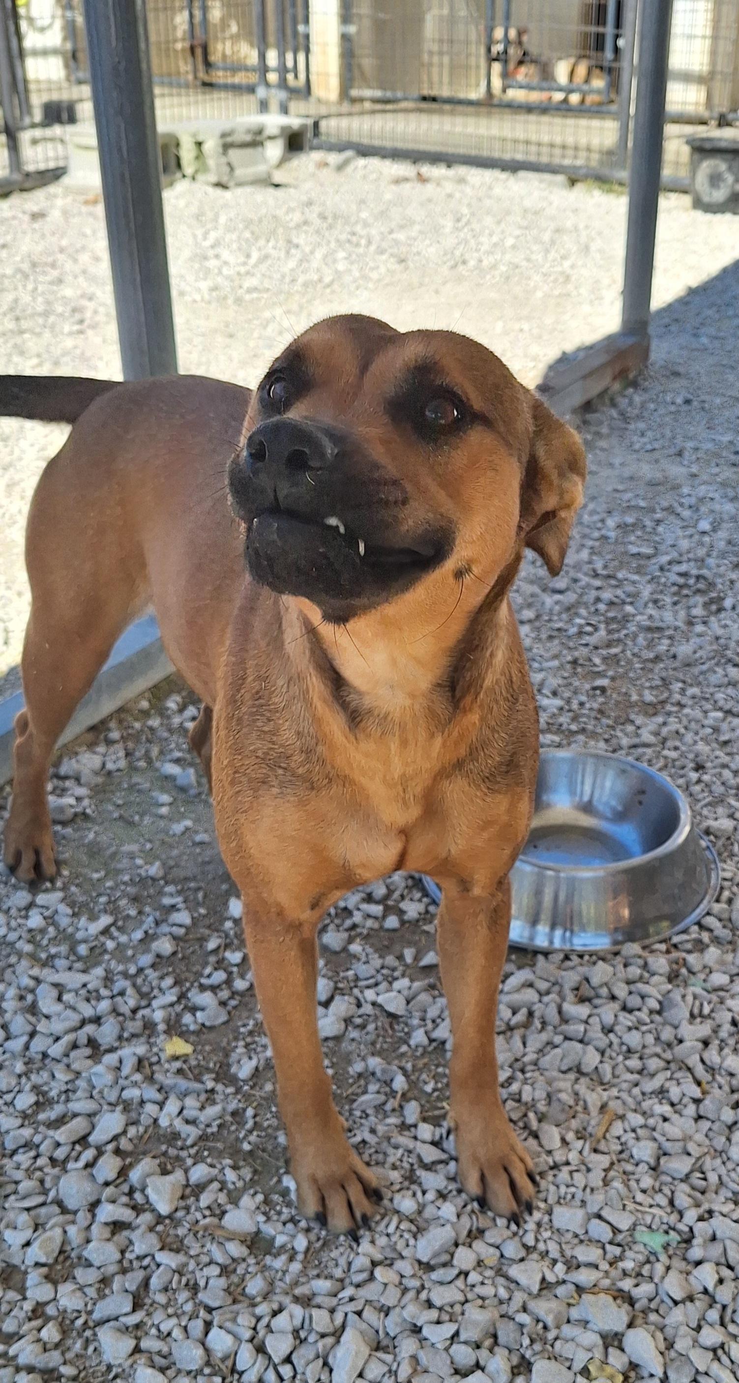 Enlarge Ronna (Ro-na) has underbite, a Adoptable Mixed Breed in Clay City, KY image 3/5
