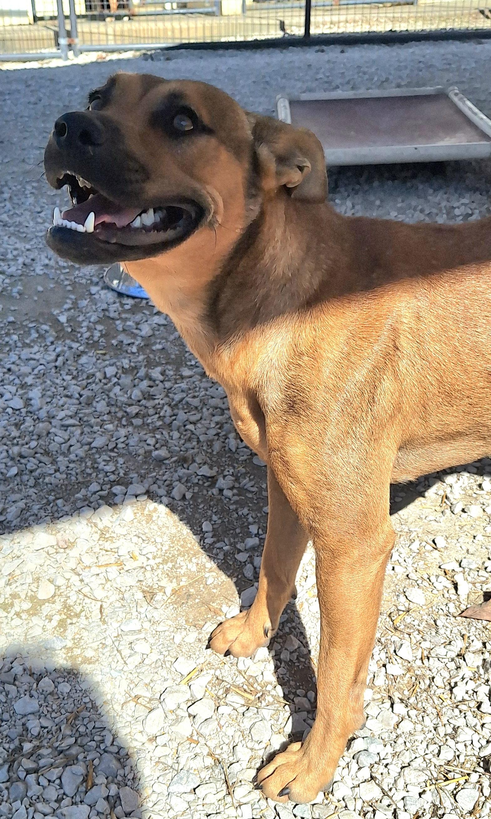 Enlarge Ronna (Ro-na) has underbite, a Adoptable Mixed Breed in Clay City, KY image 4/5