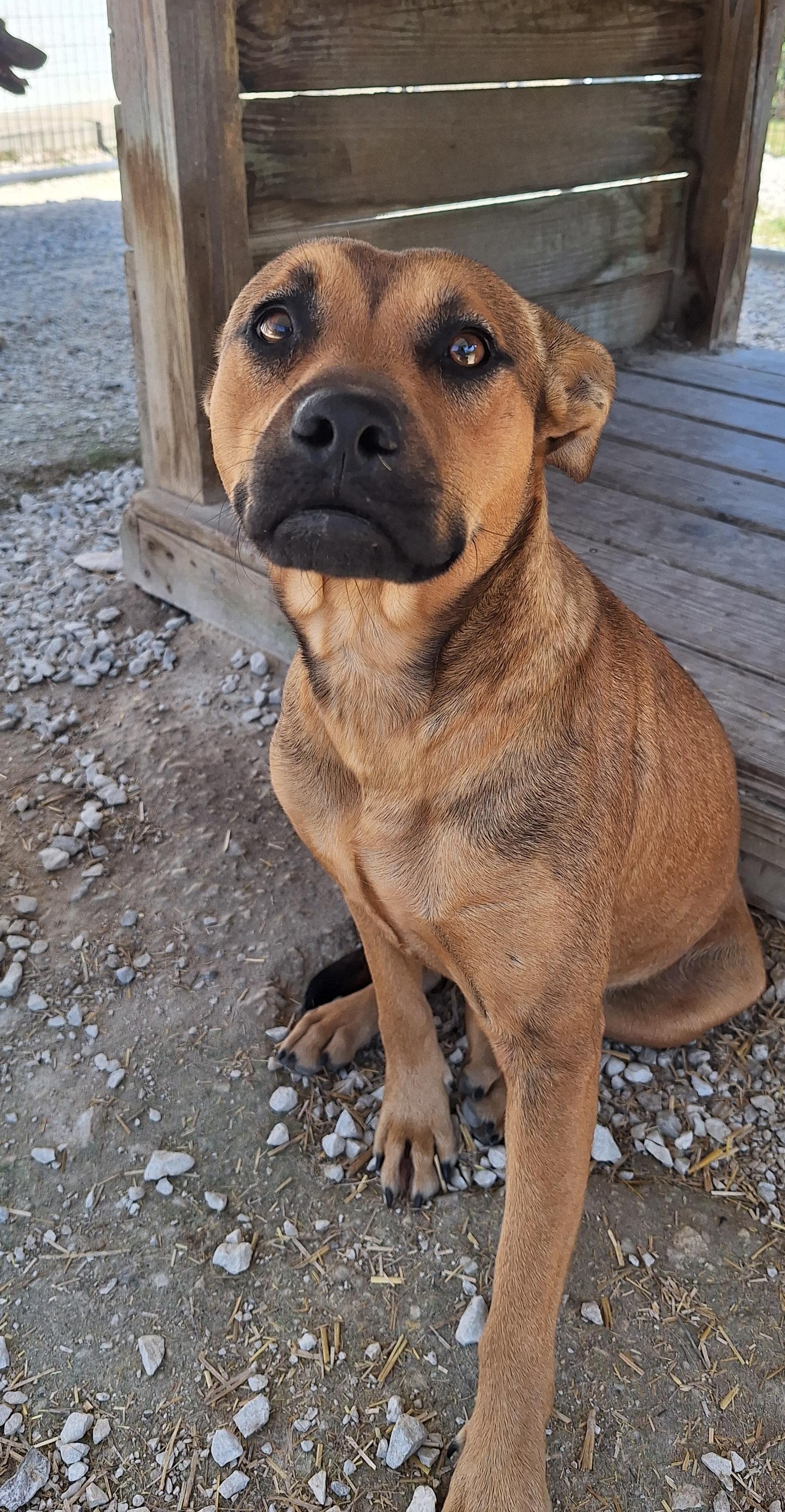 Ronna (Ro-na) has underbite, Adoptable, Adult Female Mixed Breed.