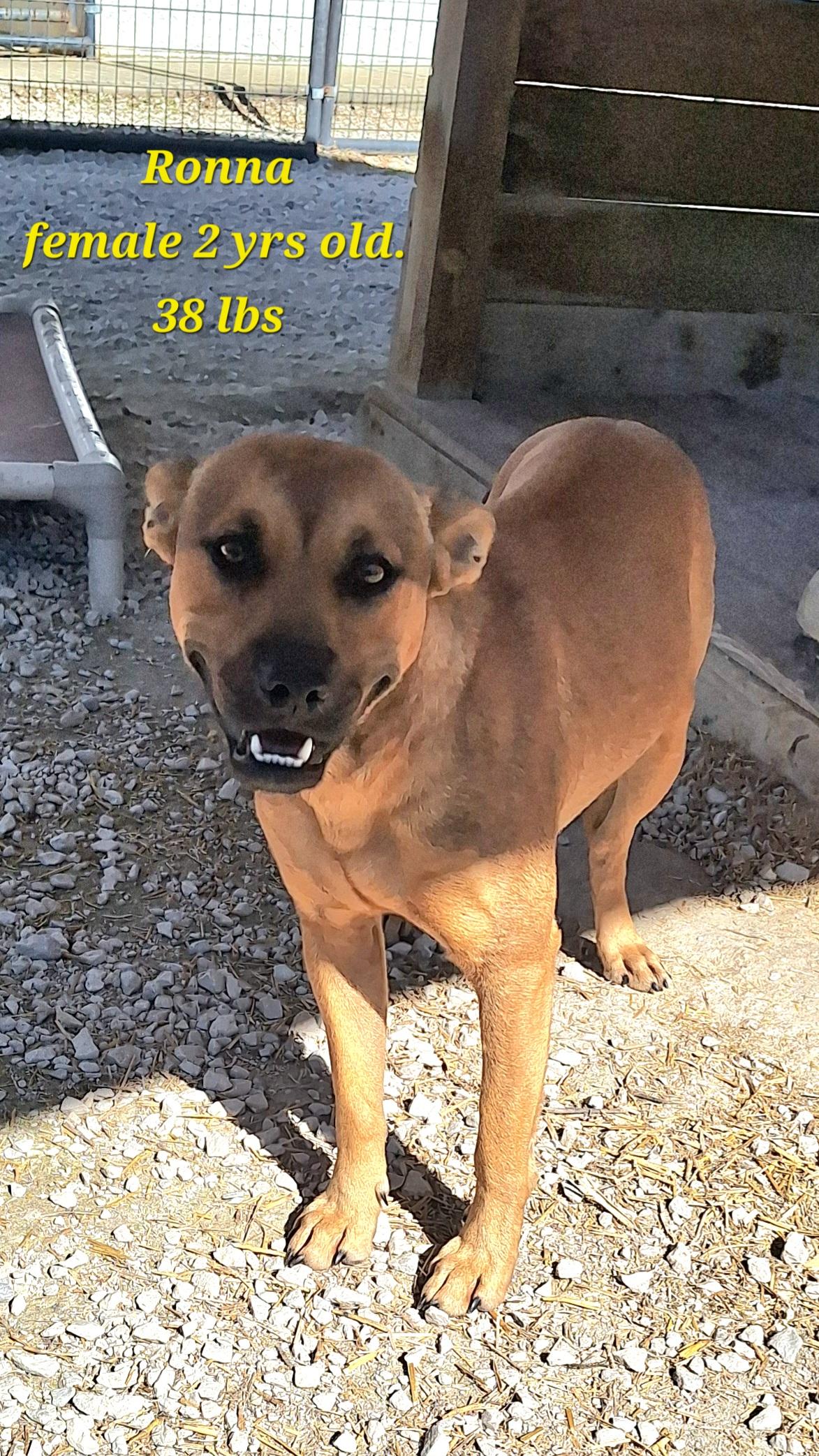 Enlarge Ronna (Ro-na) has underbite, a Adoptable Mixed Breed in Clay City, KY image 2/5