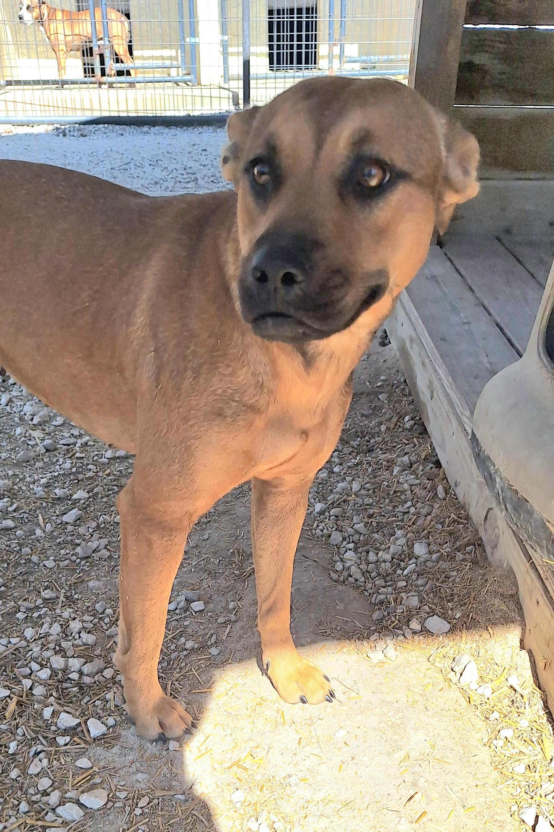 Enlarge Ronna (Ro-na) has underbite, a Adoptable Mixed Breed in Clay City, KY image 5/5