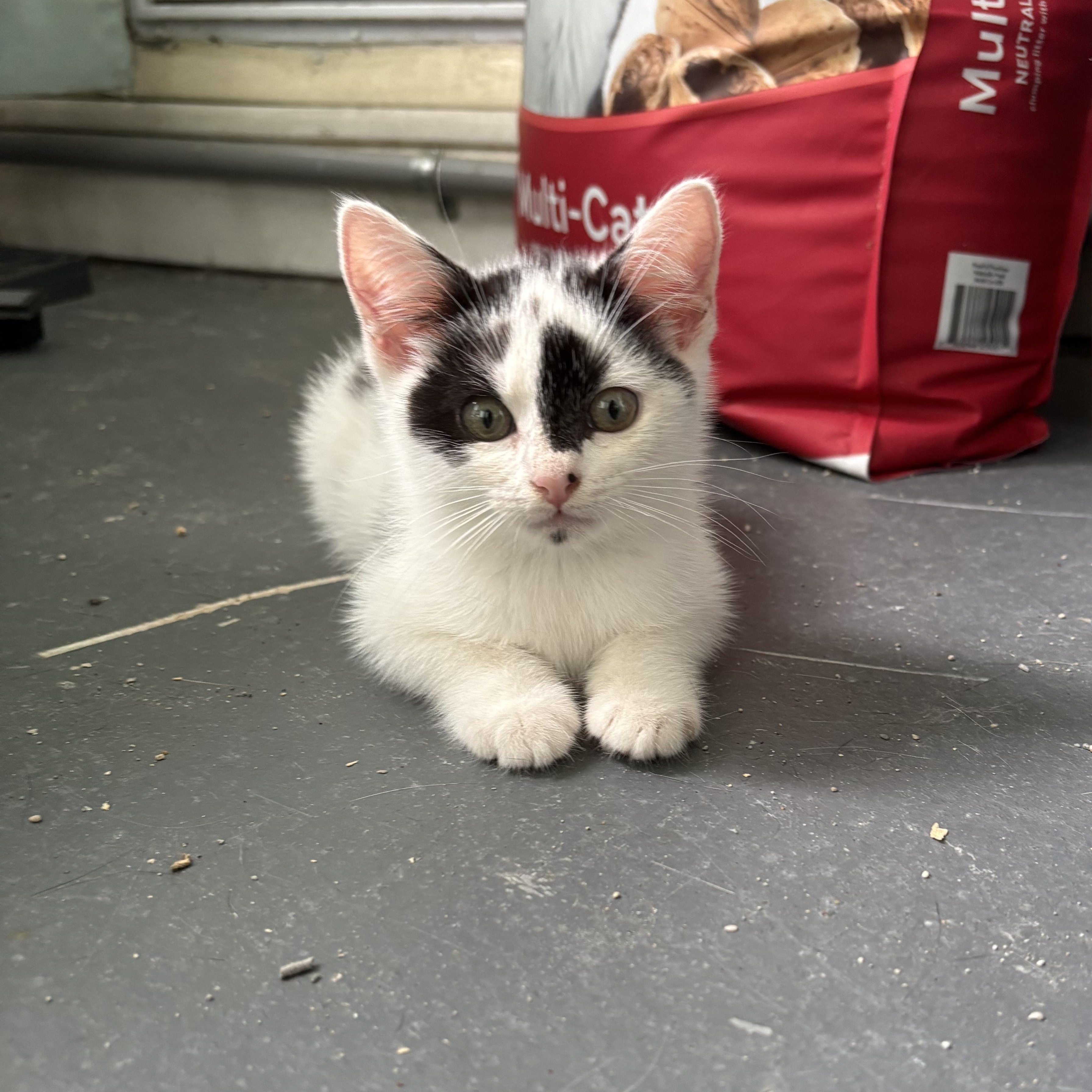 Enlarge Betty White , a ADOPTABLE Domestic Short Hair in Hartford, CT image 2/3