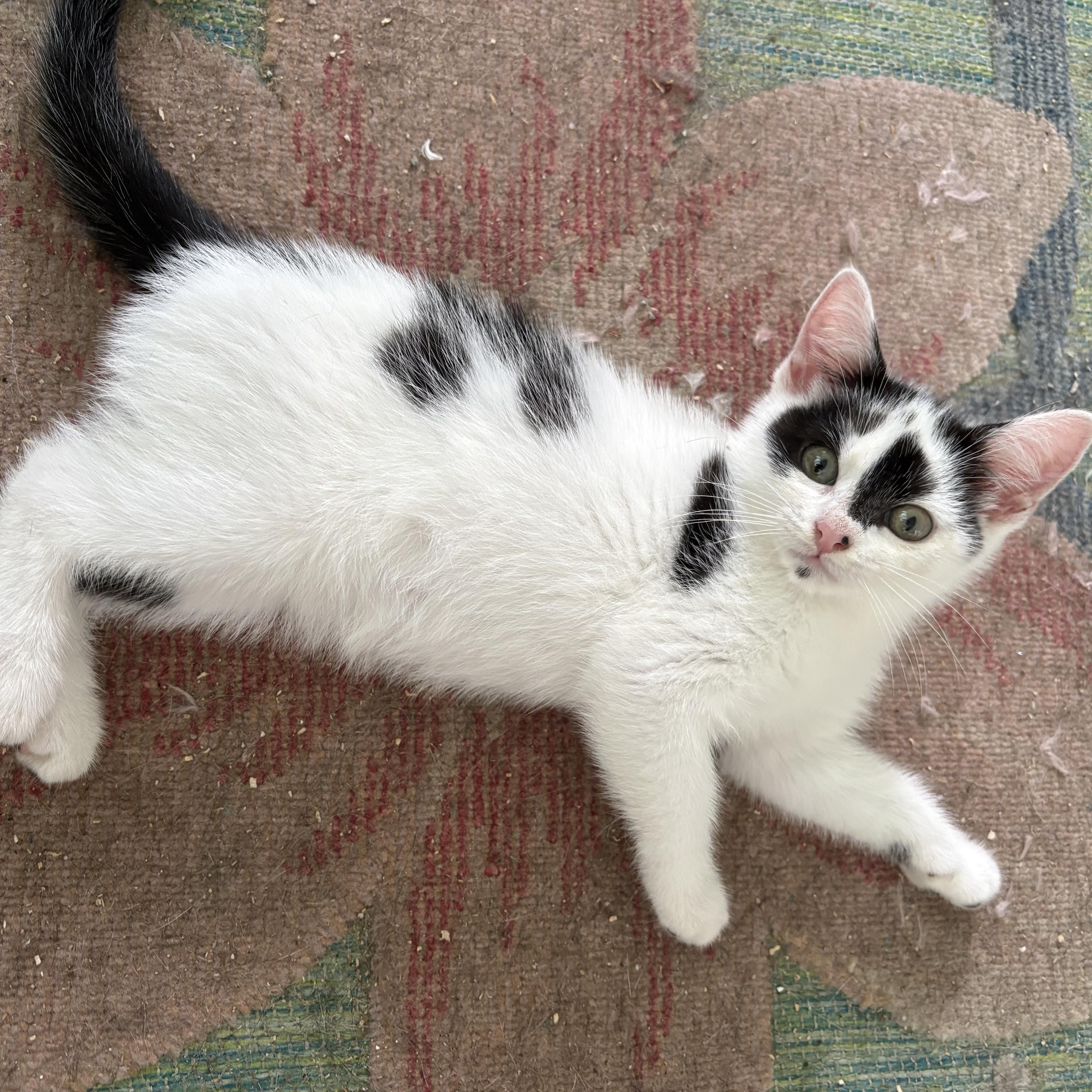 Betty White , ADOPTABLE, Kitten Female Domestic Short Hair.