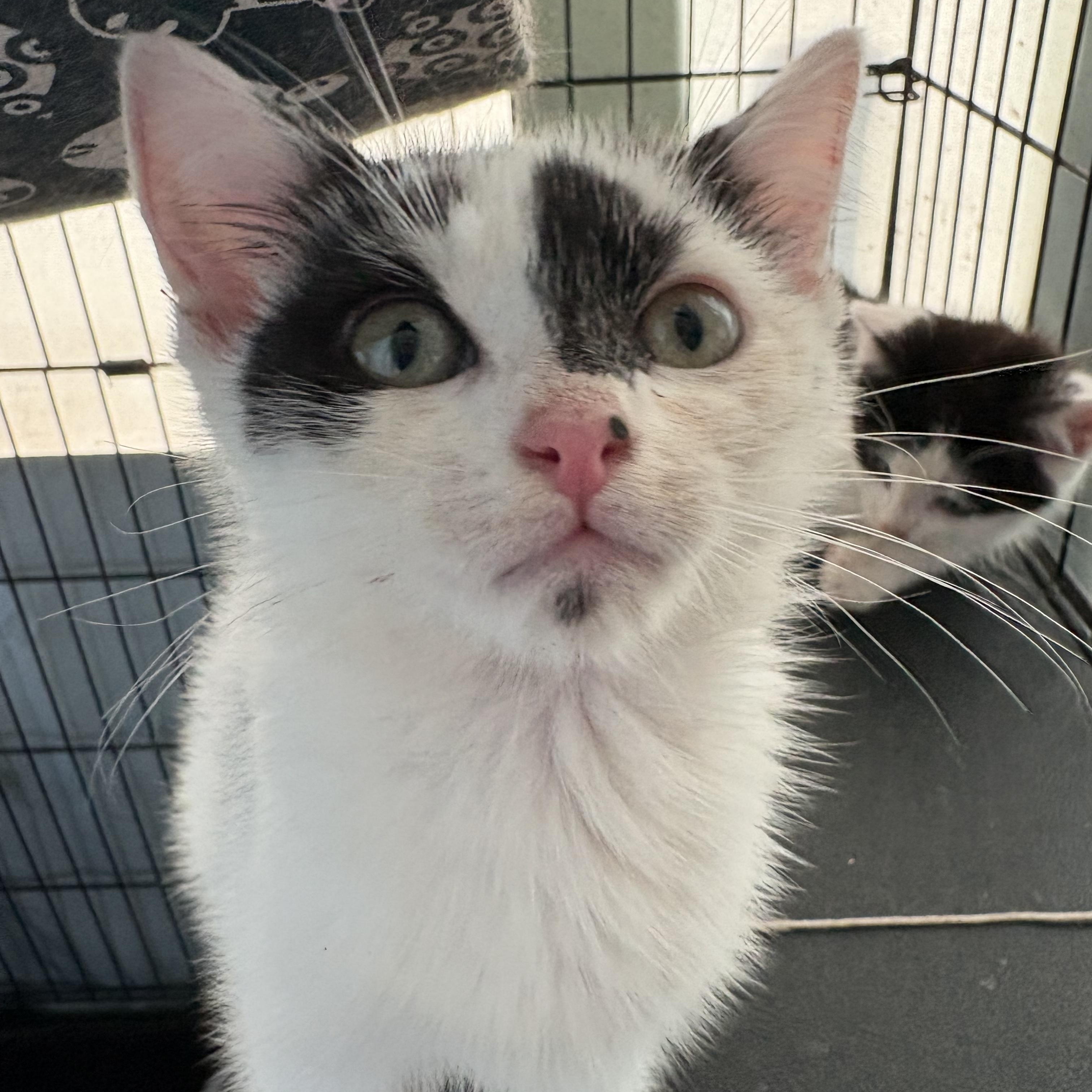 Enlarge Betty White , a ADOPTABLE Domestic Short Hair in Hartford, CT image 3/3