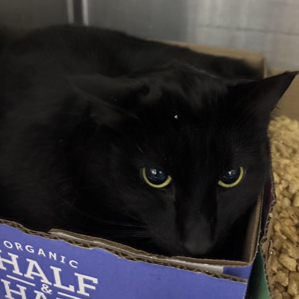 Cool Wind 55985, Adoptable, Adult Male Domestic Short Hair.