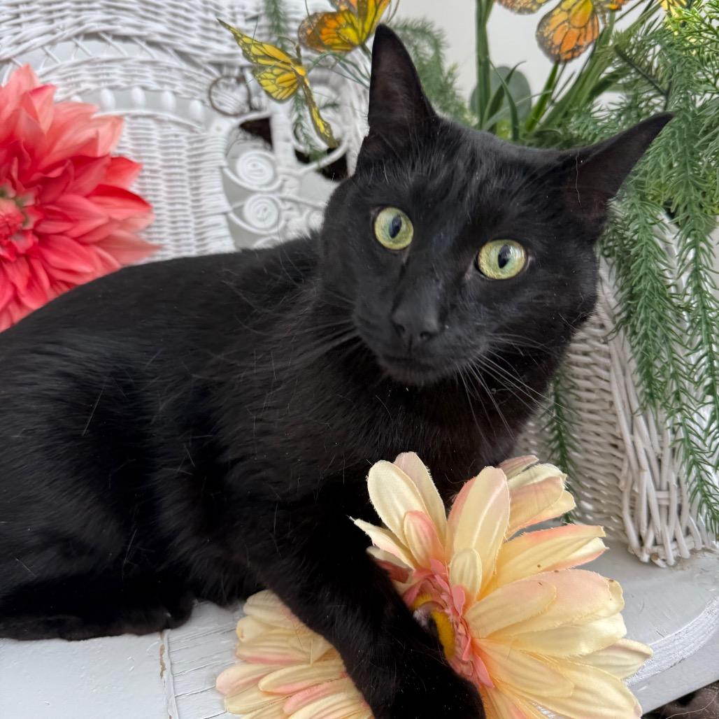 Enlarge Cool Wind 55985, a Adoptable Domestic Short Hair in Lansing, MI image 2/6