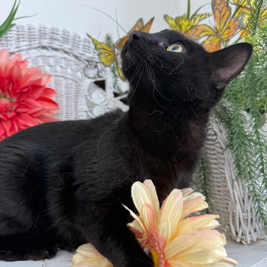 Enlarge Cool Wind 55985, a Adoptable Domestic Short Hair in Lansing, MI image 3/6