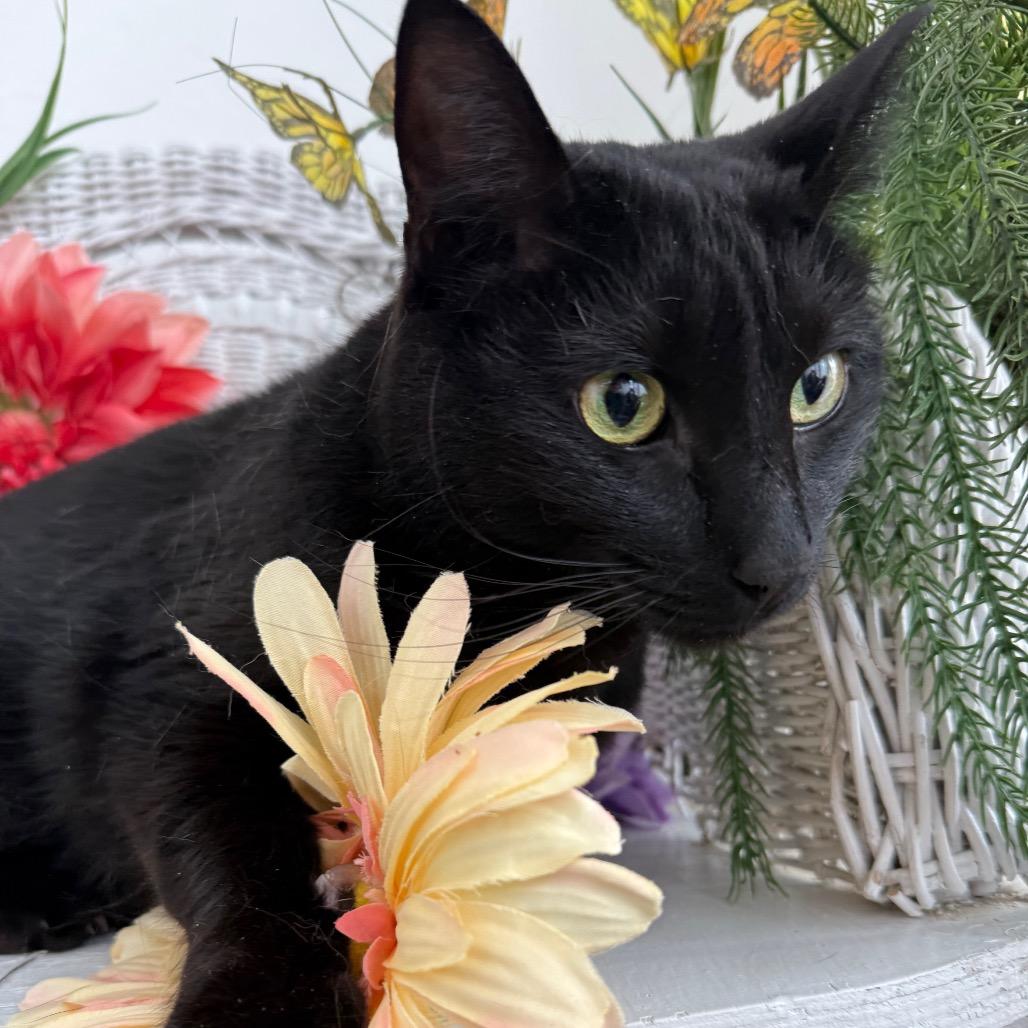 Enlarge Cool Wind 55985, a Adoptable Domestic Short Hair in Lansing, MI image 4/6