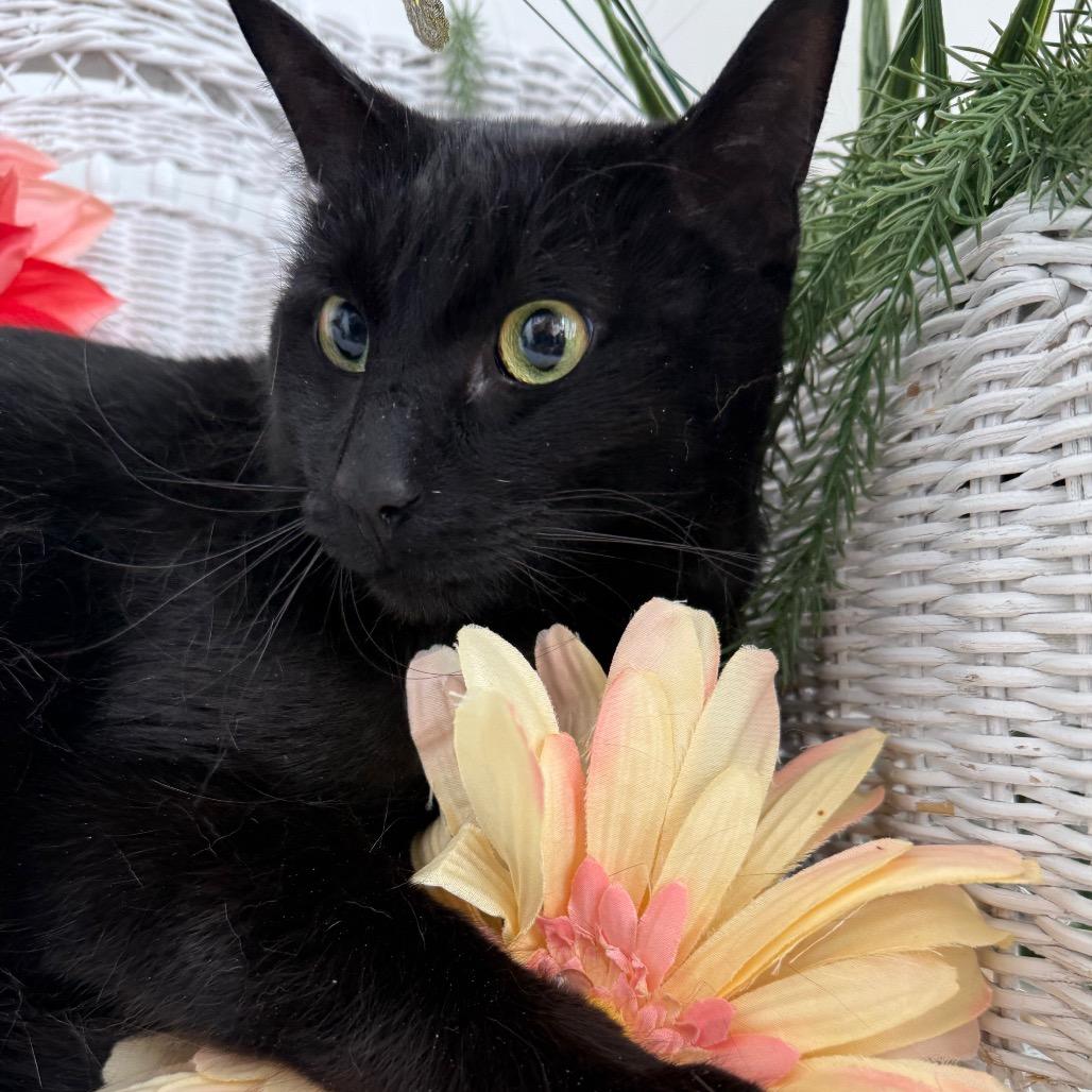 Enlarge Cool Wind 55985, a Adoptable Domestic Short Hair in Lansing, MI image 5/6