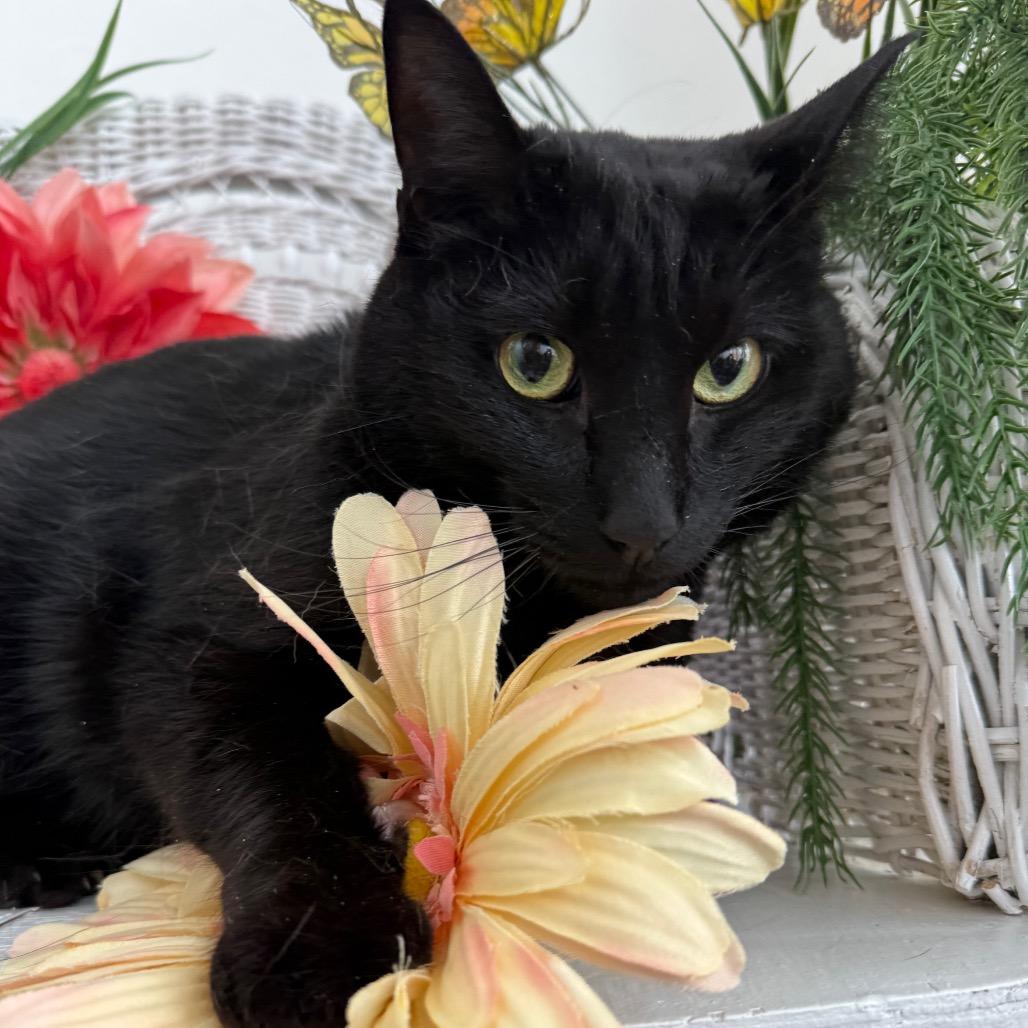 Enlarge Cool Wind 55985, a Adoptable Domestic Short Hair in Lansing, MI image 6/6