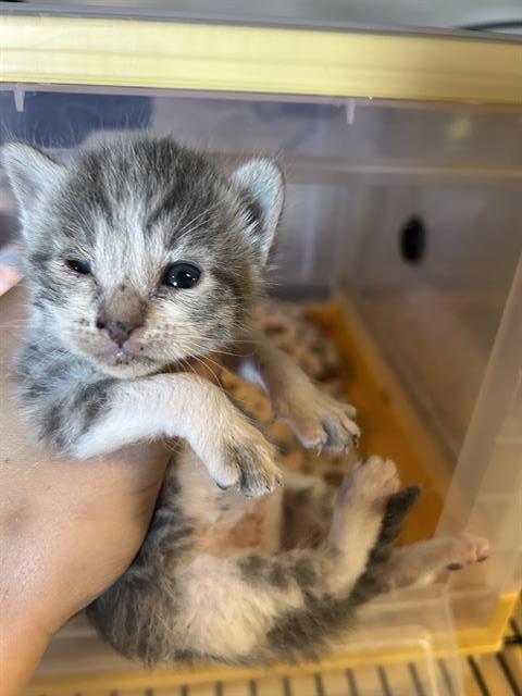 Enlarge A613314, a Adoptable Domestic Medium Hair in Modesto, CA image 1/1