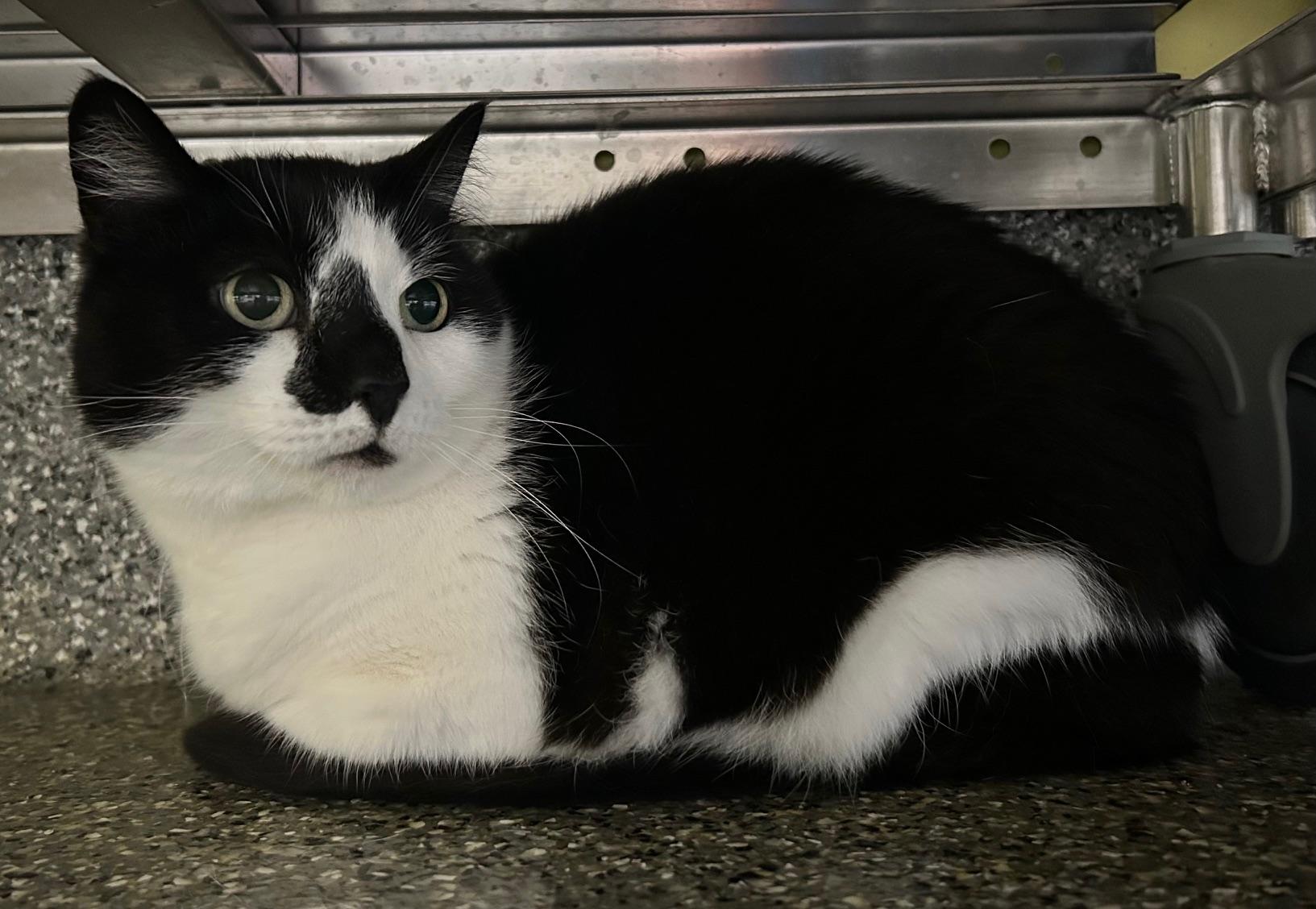 Rainy, an adoptable Domestic Medium Hair in Homer, AK, 99603 | Photo Image 2